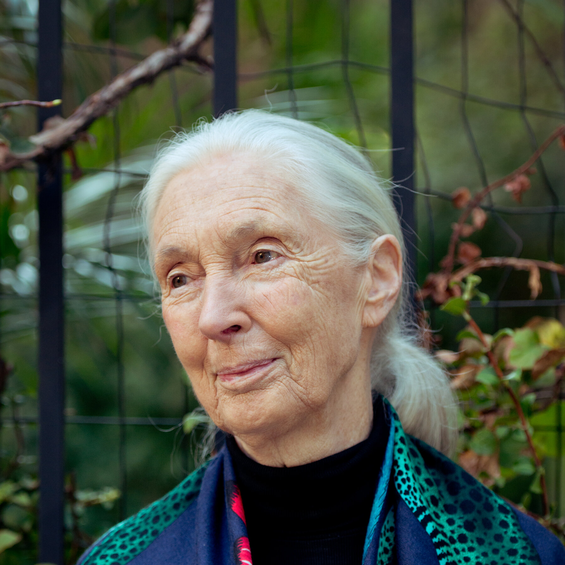 Jane Goodall, Revered Chimpanzee Expert and Conservationist, Dies at 91