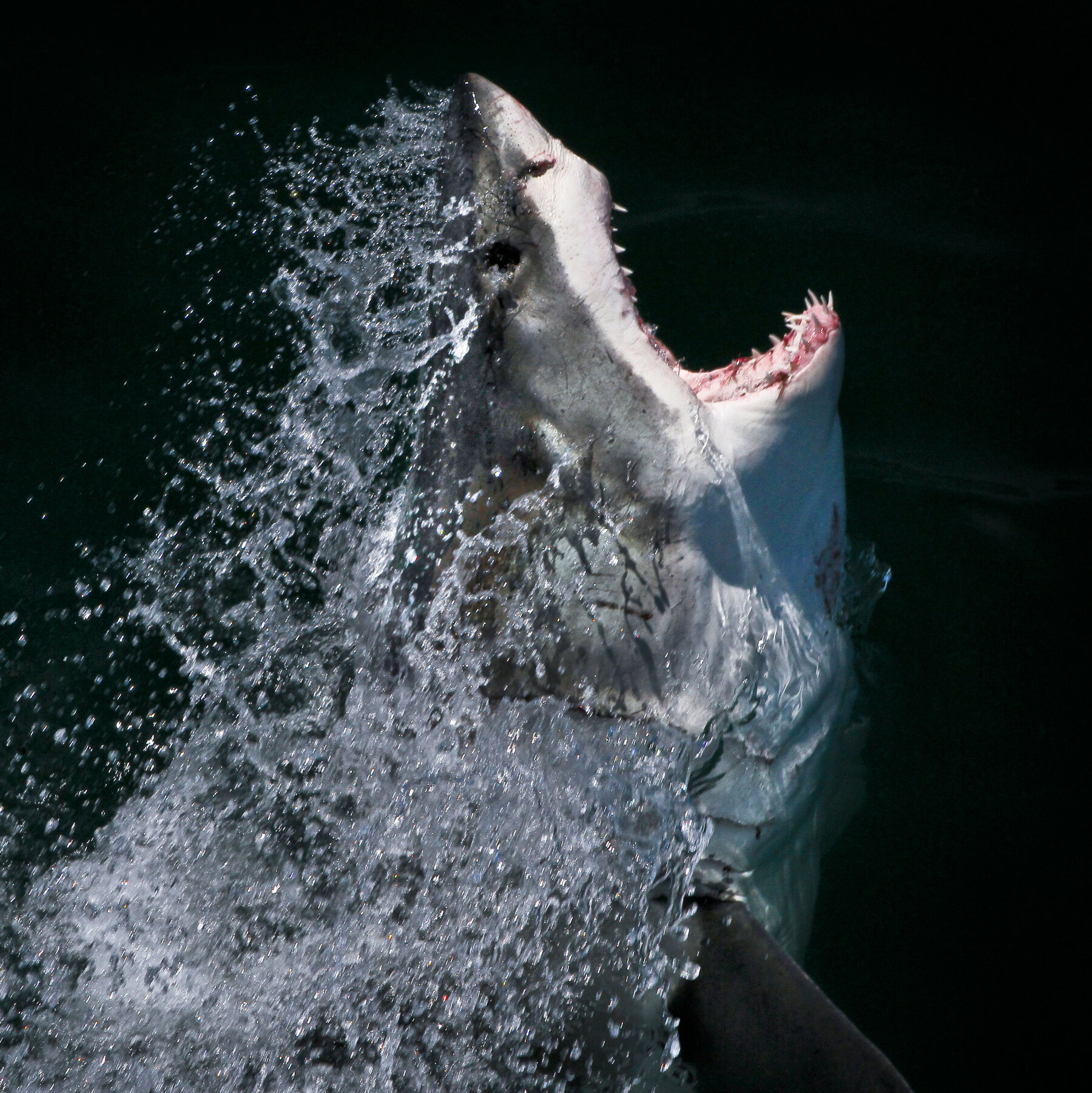 ‘Jaws’ at 50: Scientists Are Still Studying the Mysteries of Sharks