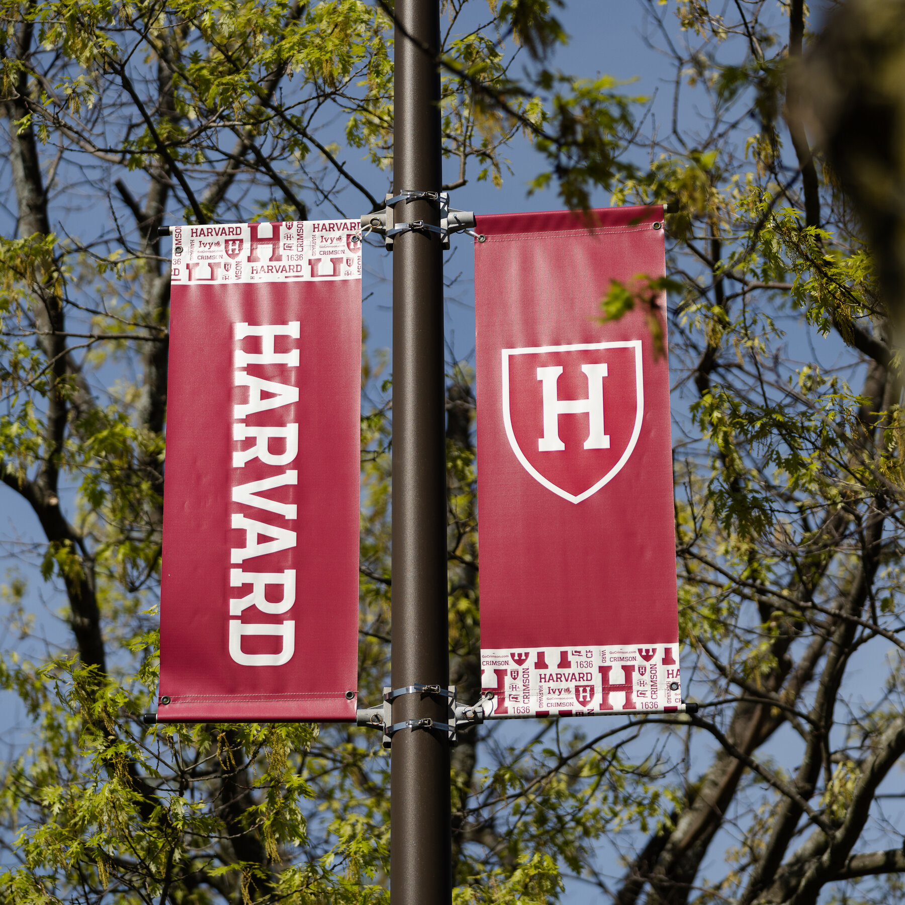 Judge Blocks a Trump Effort to Prevent International Students at Harvard