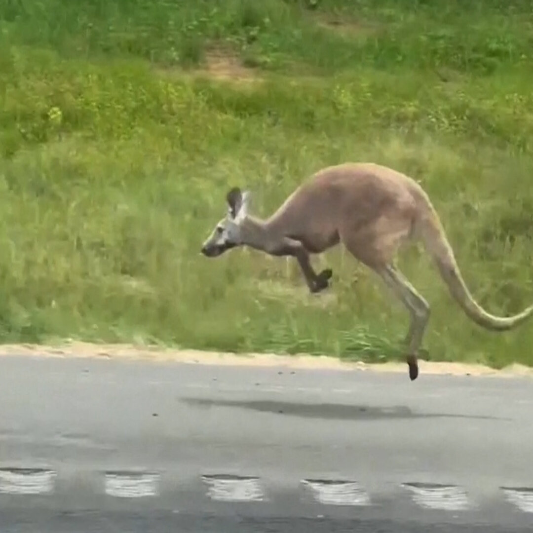 Kangaroo Startles Drivers on an Alabama Interstate