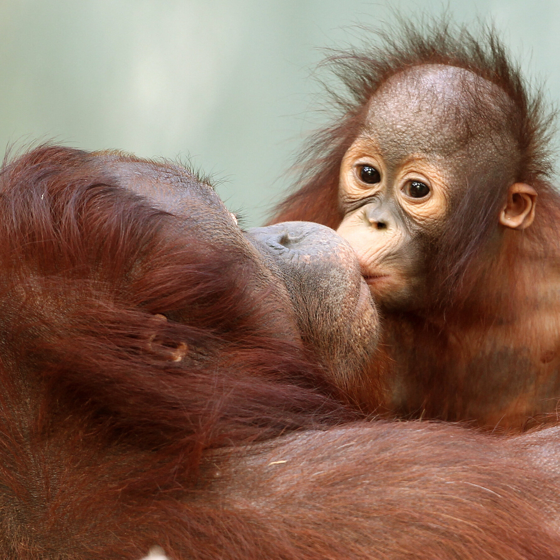 Kissing Has Existed for at Least 16 Million Years, Scientists Say