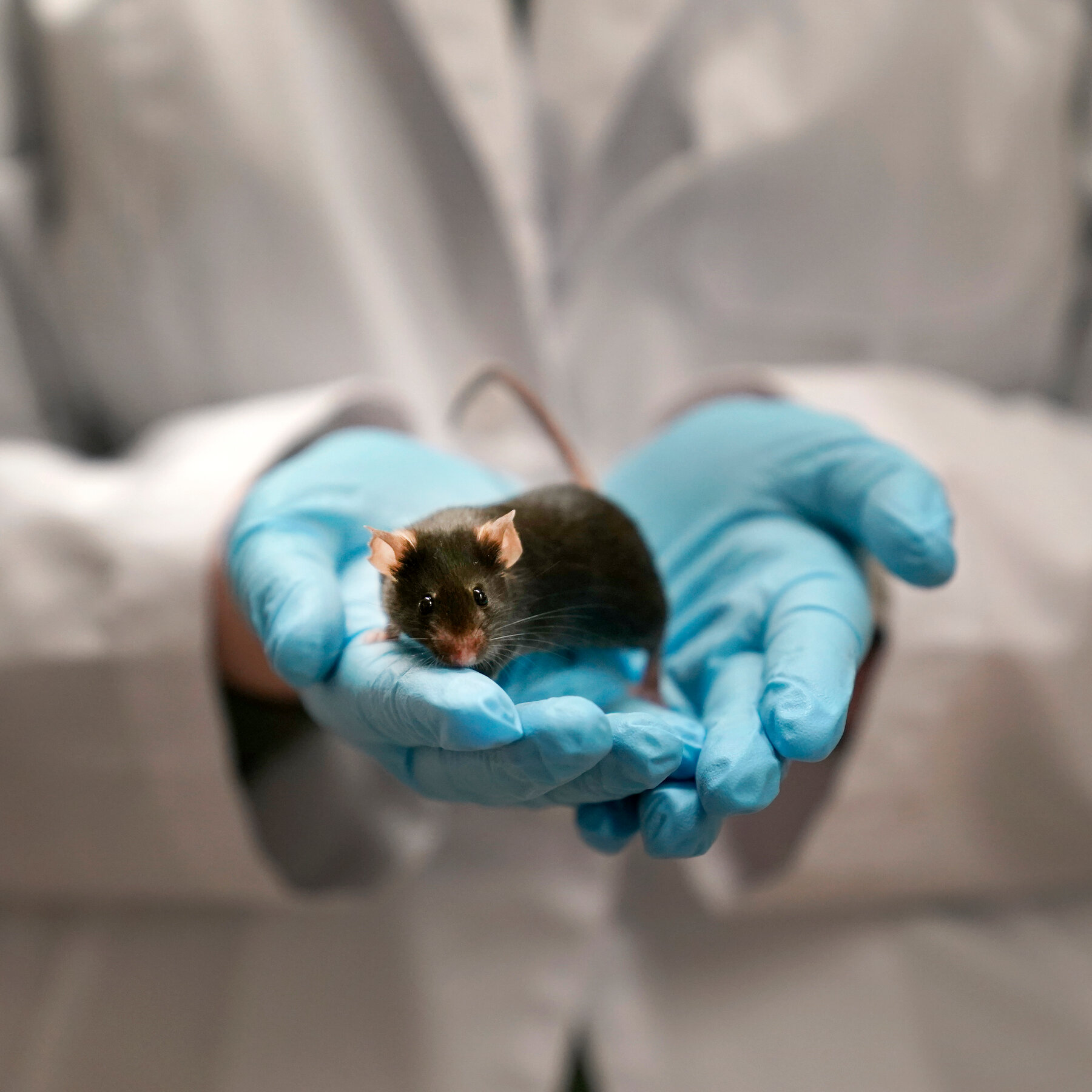 Lab Animals Face Being Euthanized as Trump Cuts Research