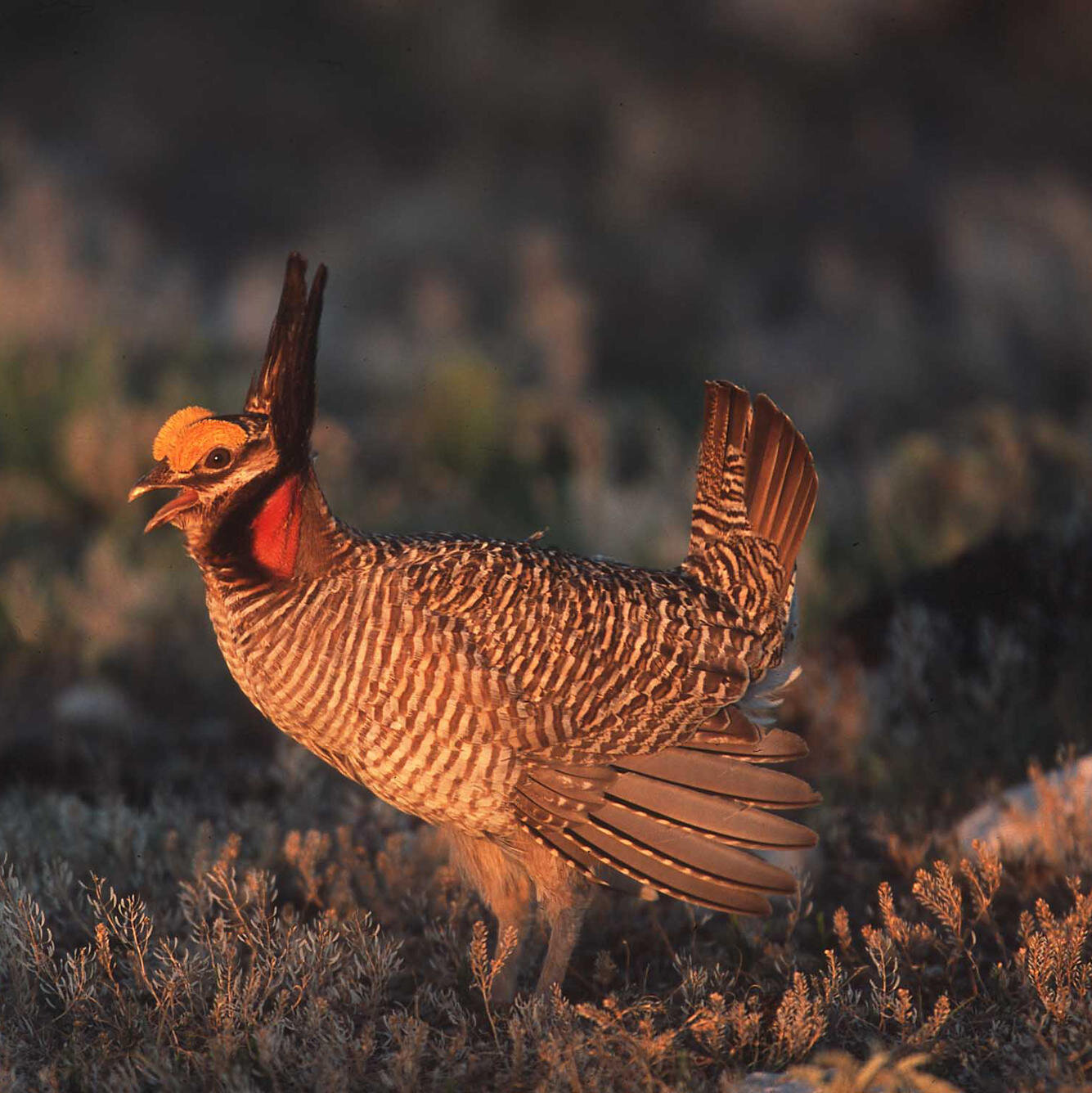 Lesser Prairie Chicken Loses Endangered Species Act Protections
