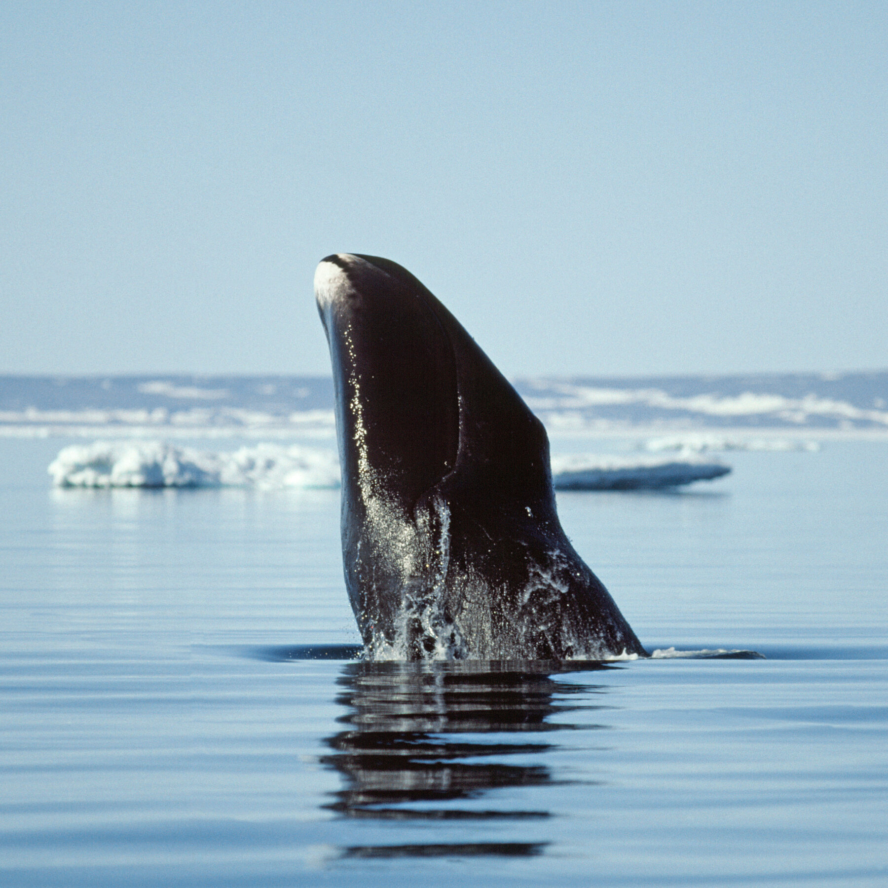 Life Lessons from (Very Old) Bowhead Whales