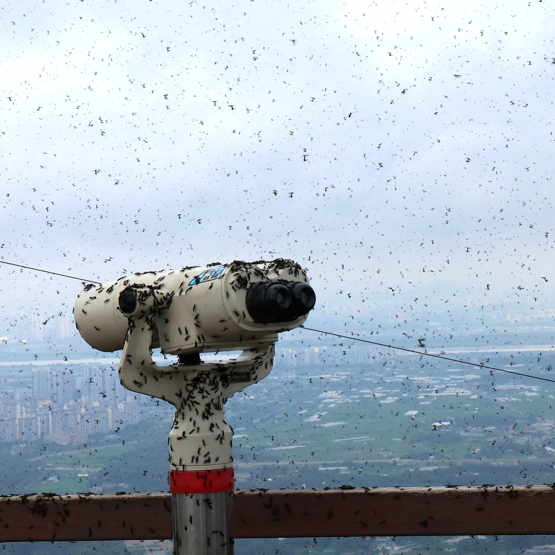 Lovebugs Swarm South Korea’s Capital, Drawing Residents’ Ire