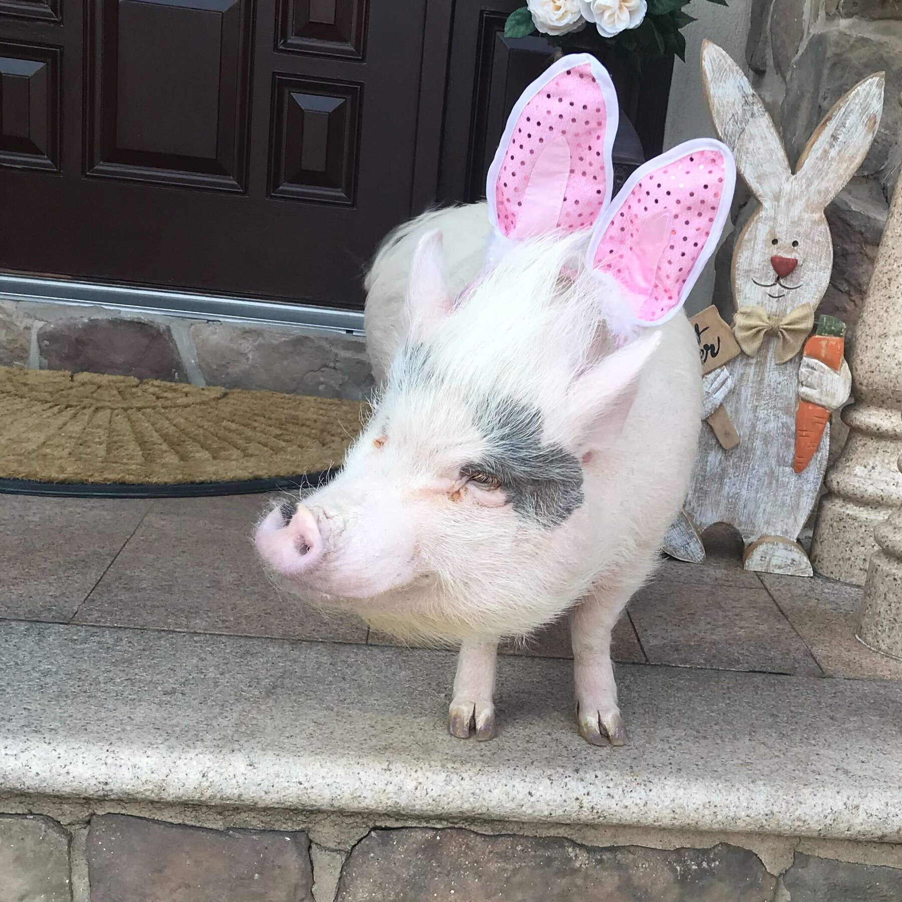 Lucy the Pig, a Celebrity on Staten Island, Can Stay at Home for Now