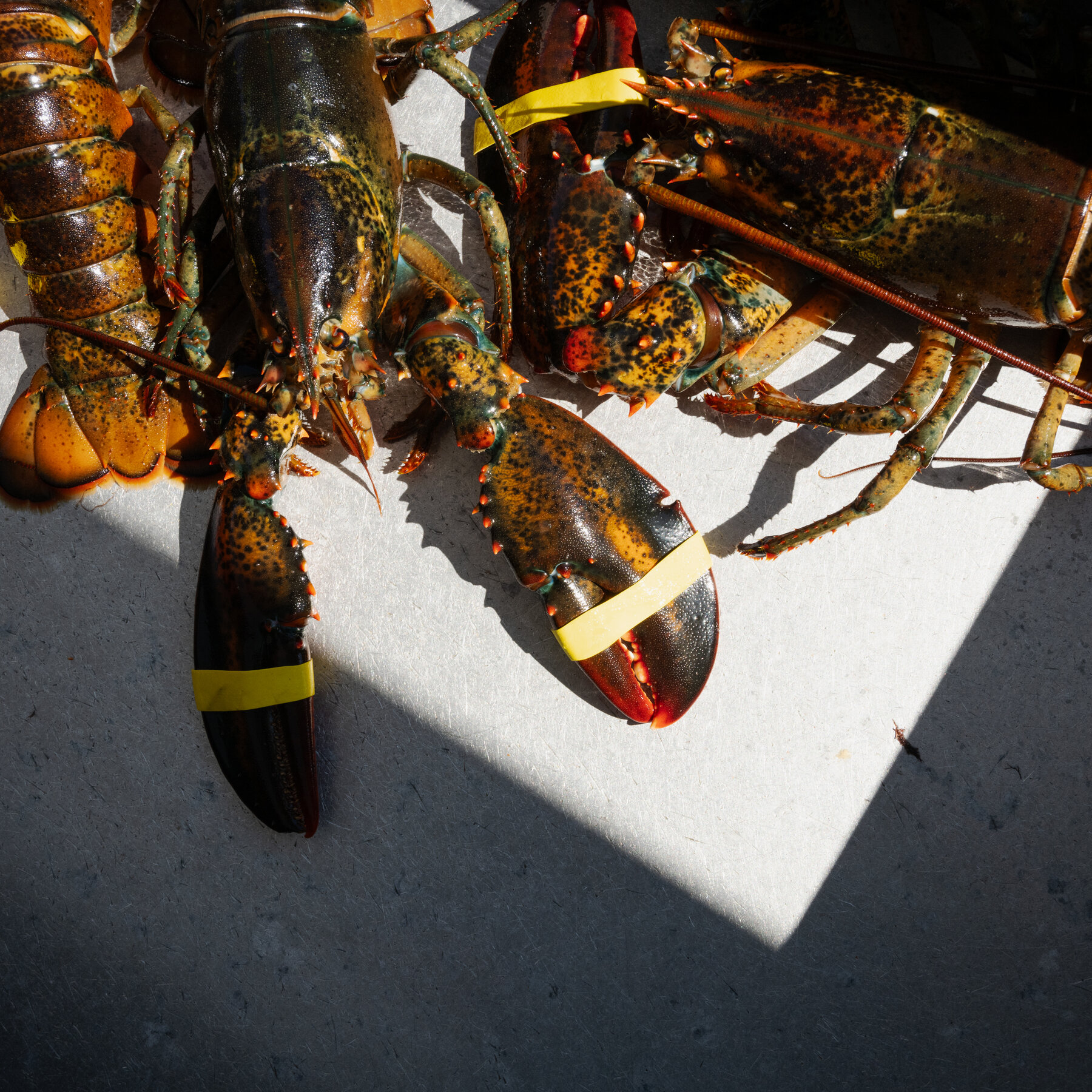 Maine Lobster Industry Can Sue Seafood Watchdog for Defamation, Judge Rules