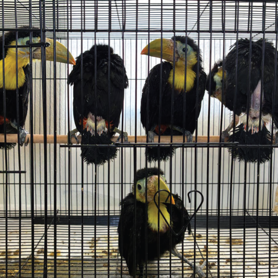 Man Had 14 Toucans Stashed in His Volkswagen Dashboard, U.S. Says