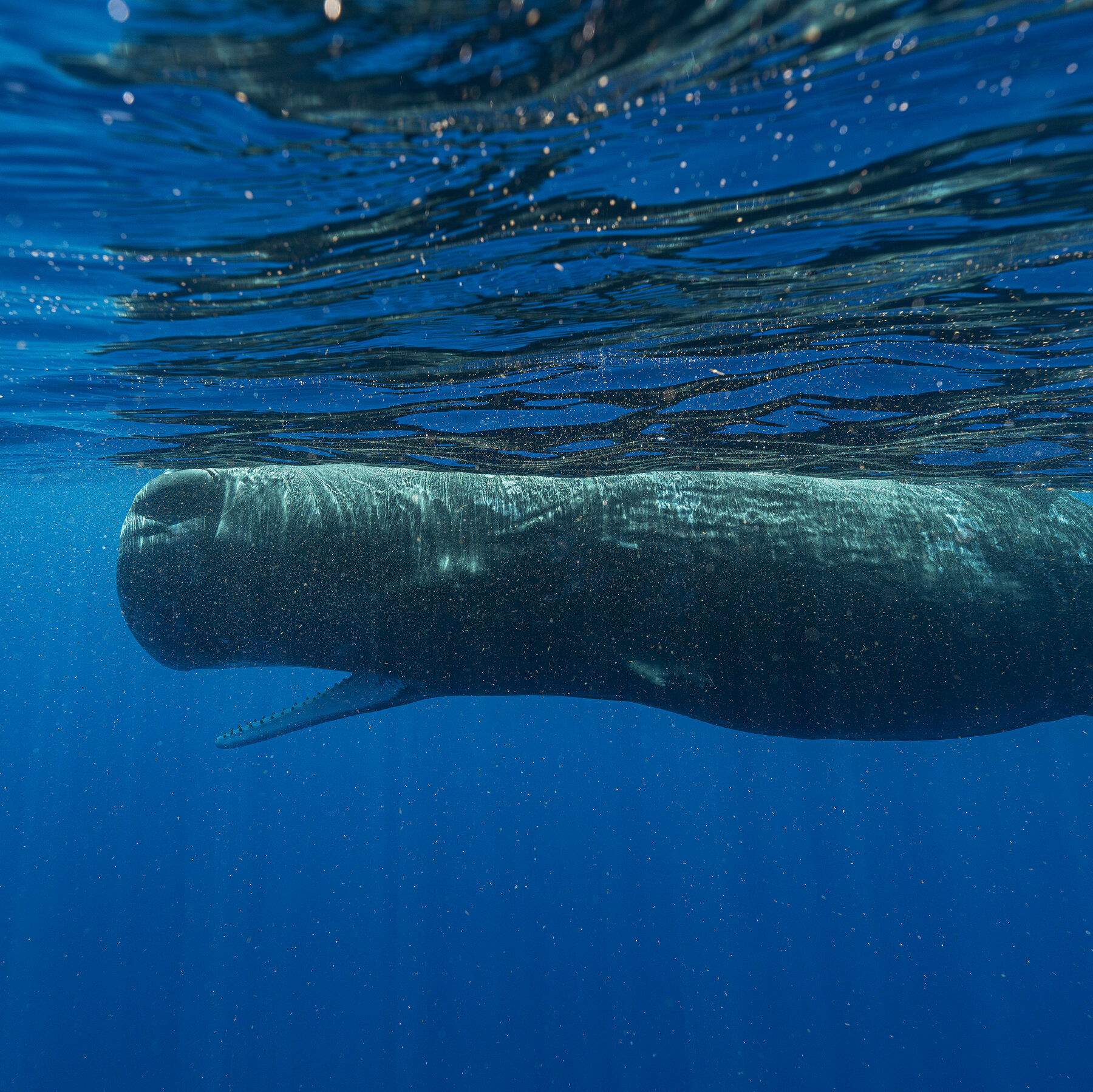 Man Pleads Guilty to Selling Sperm Whale Teeth and Bones