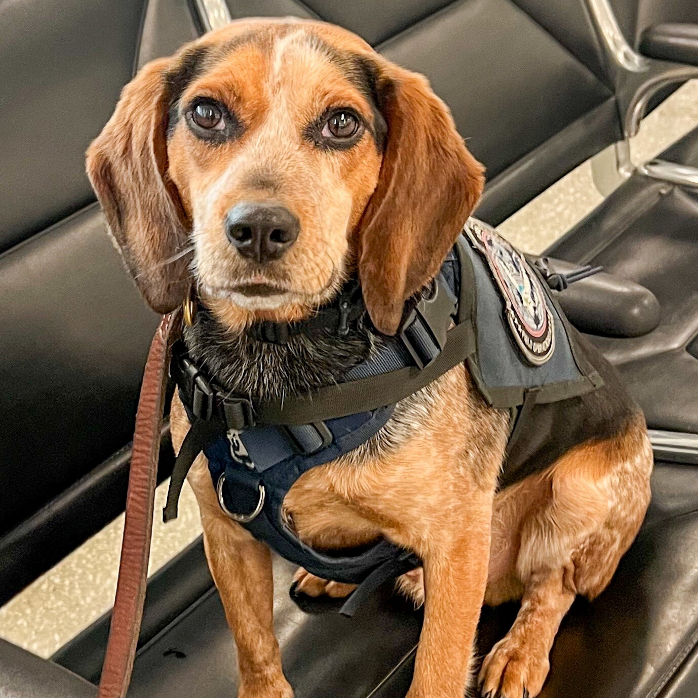 Man Who Kicked Customs Dog Is Turned Away at D.C. Airport, U.S. Says