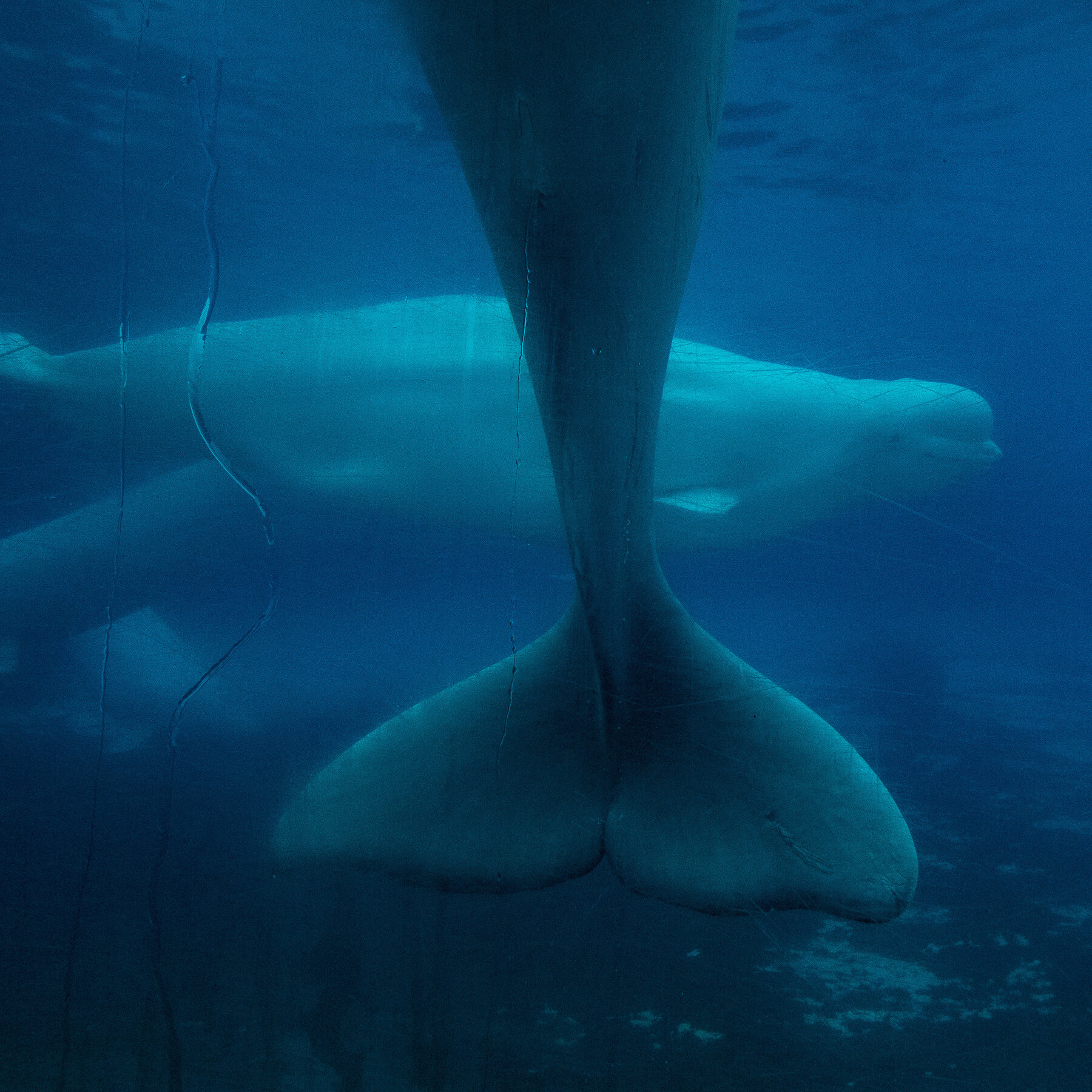 Marine Park in Ontario Warns It May Euthanize Beluga Whales Without Cash Infusion