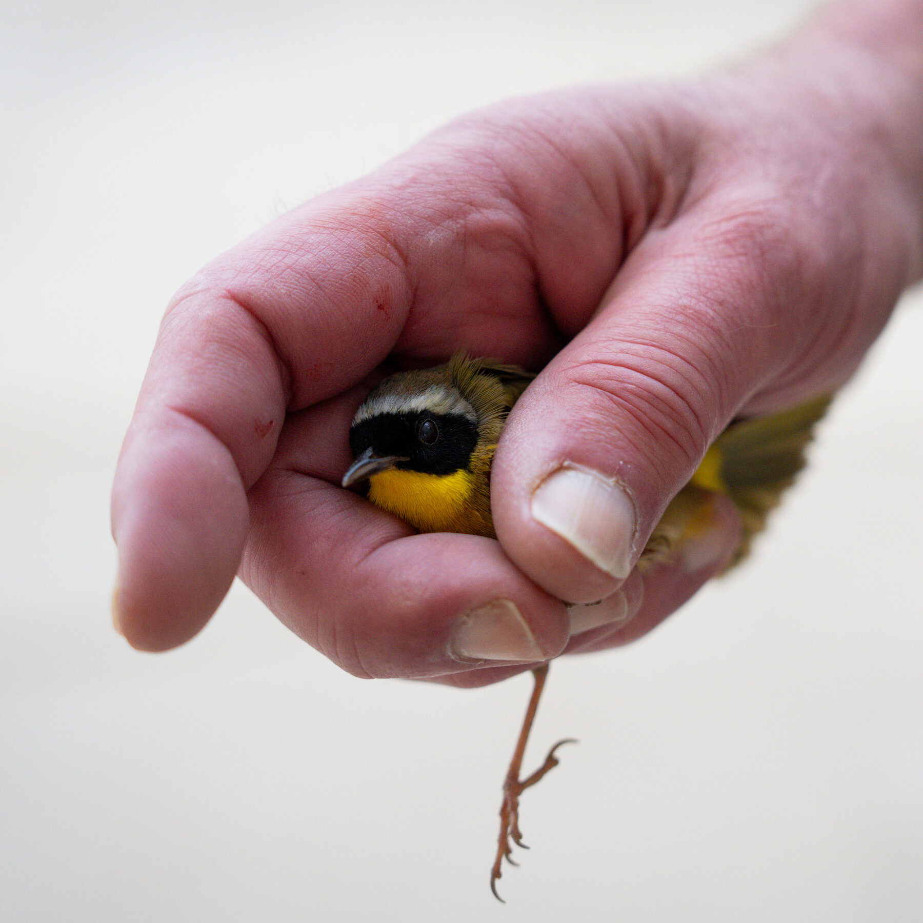 McCormick Place in Chicago Found a Way to Reduce Bird Deaths