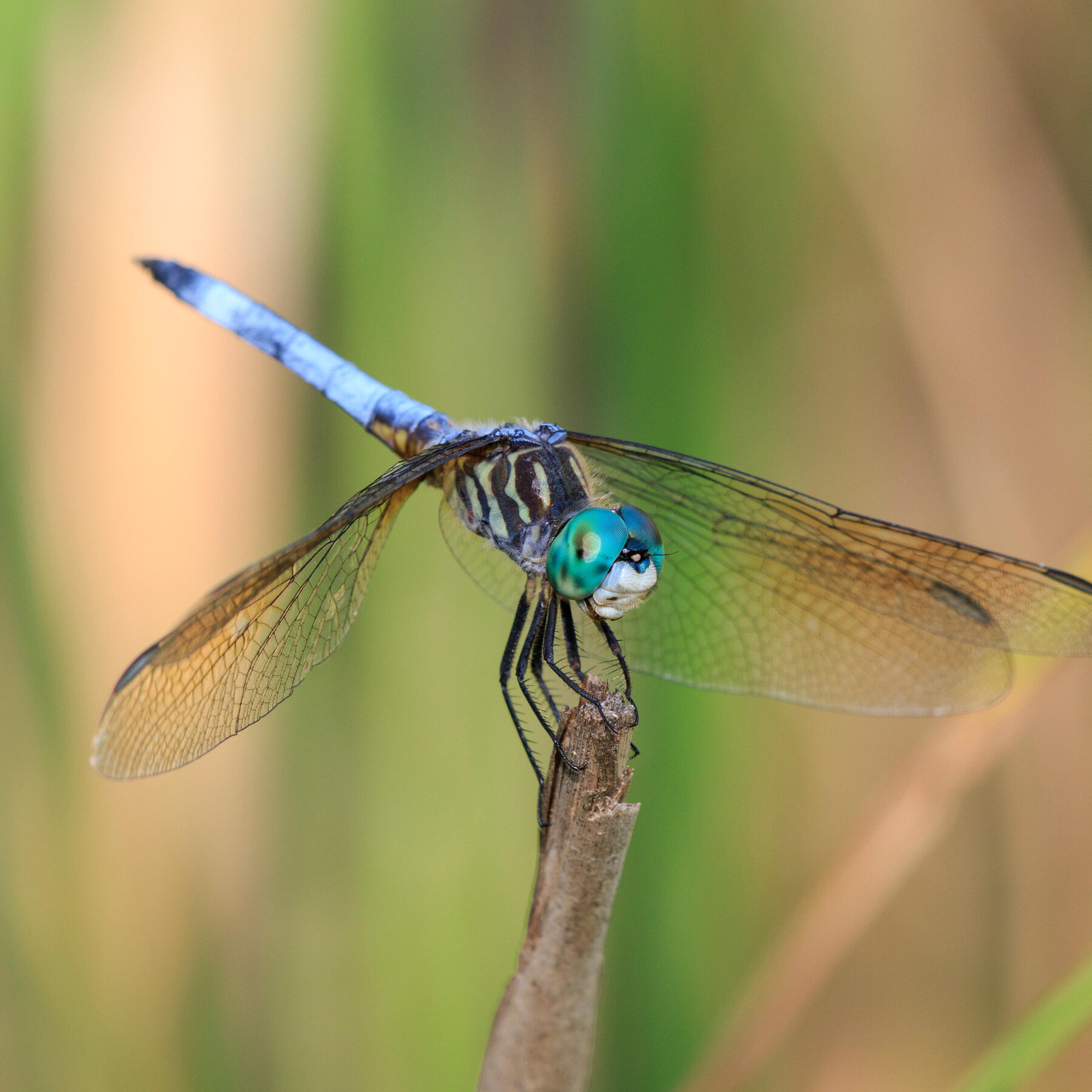 Meet the Beautiful Dragonfly That Thrives in Your Pollution