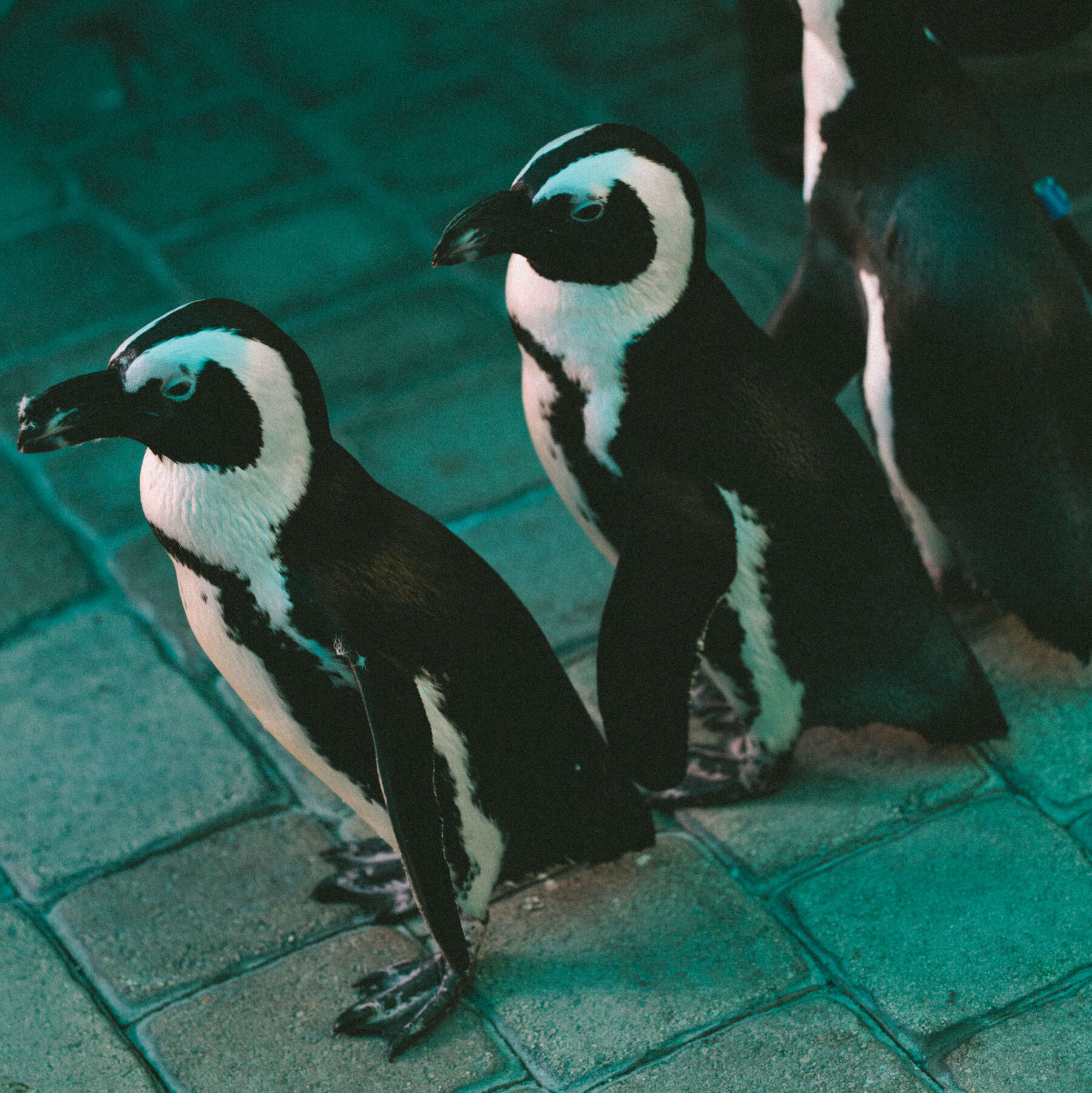 Miami Says Farewell to Its Seaquarium