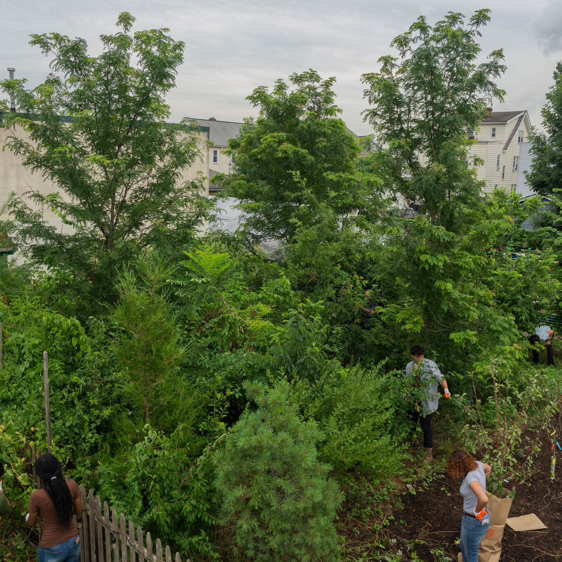 Microforests in Elizabeth, N.J., Help Clear the Air