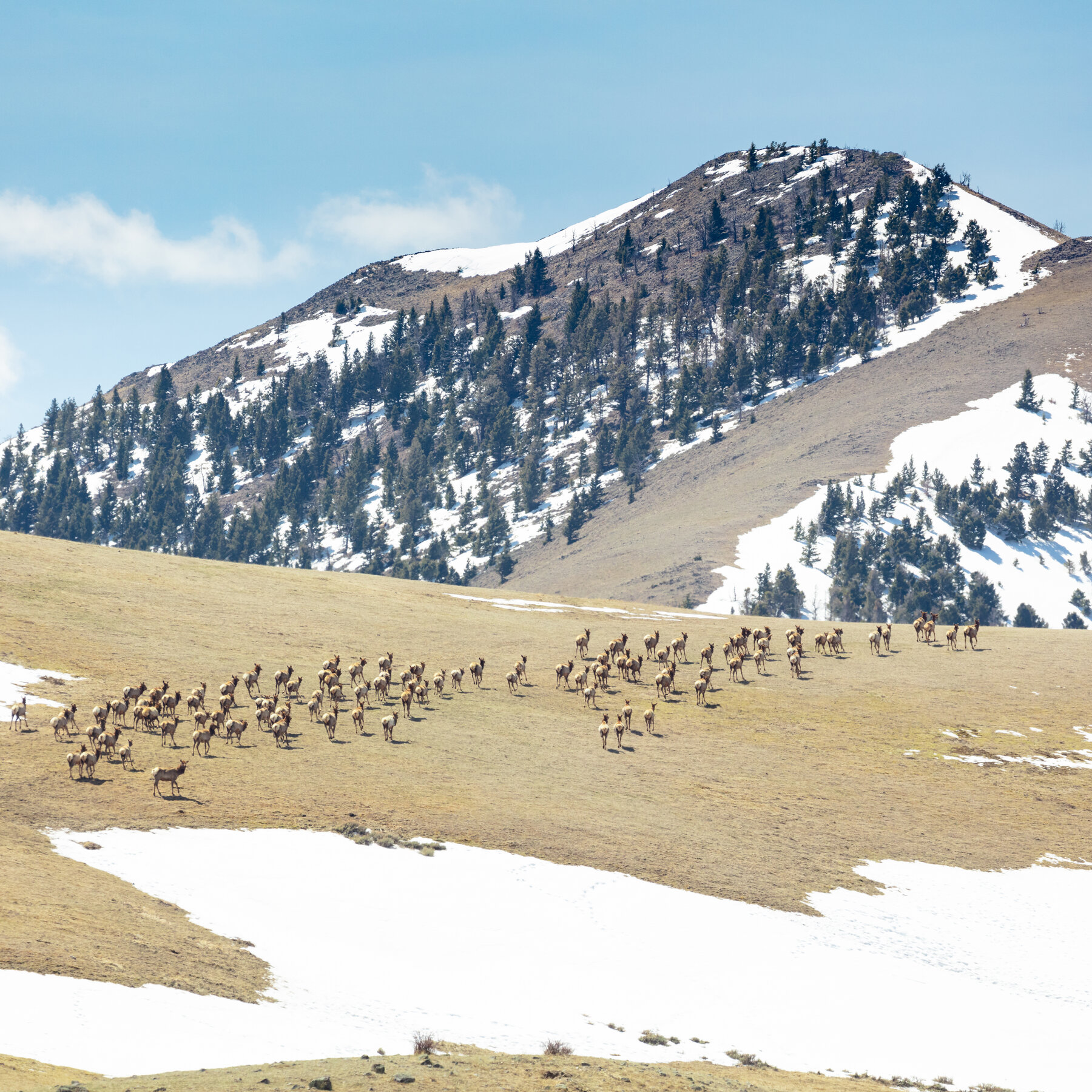 Military Helicopter Crew Took Elk Antlers From Montana Ranch, Officials Say