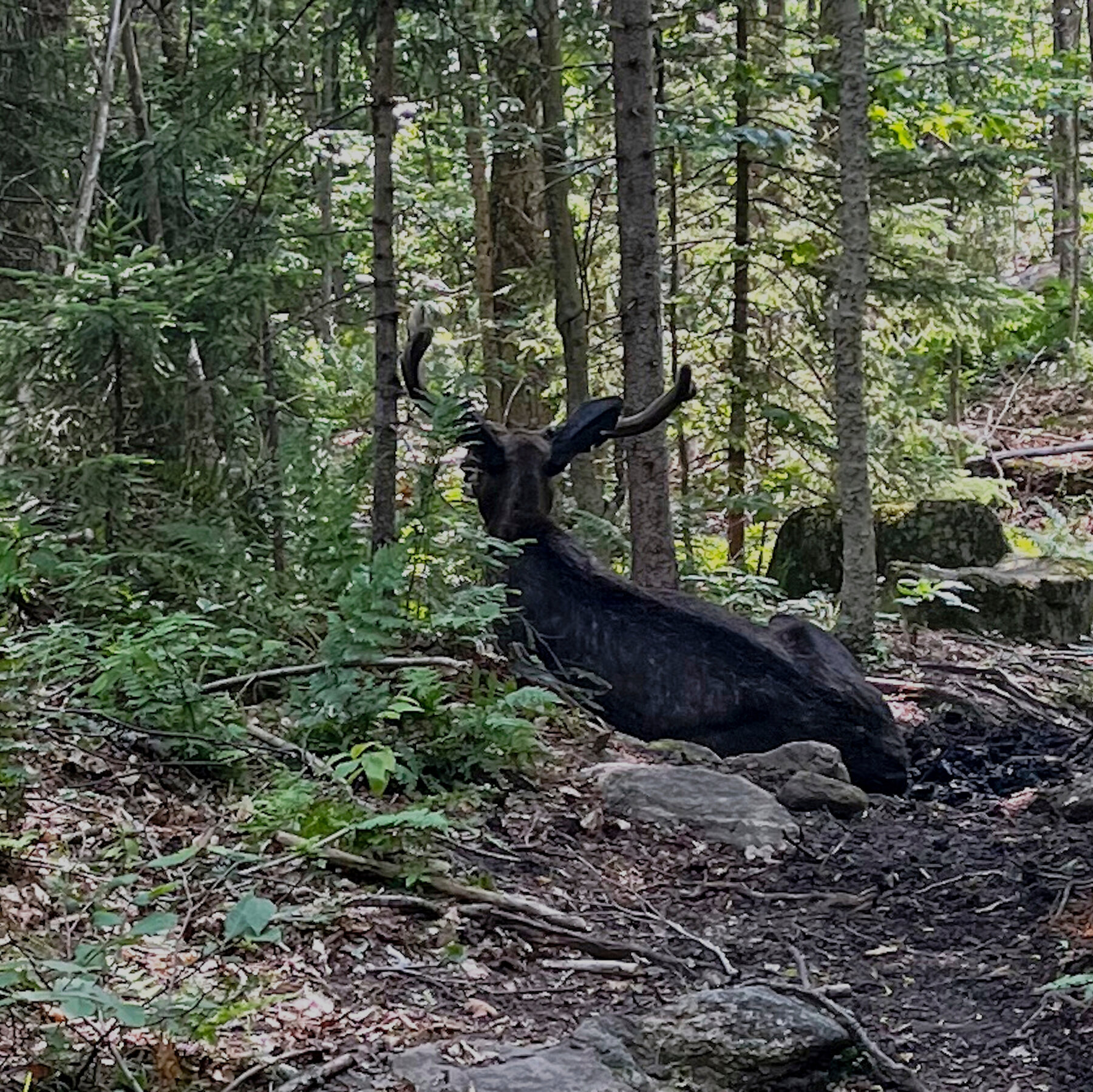 Moose Whose Lingering Closed Mountain Trail for 2 Months Is Euthanized