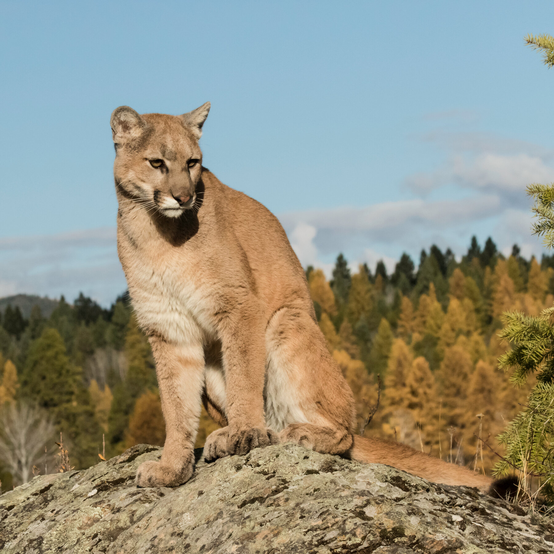 Mountain Lion Is Euthanized After Attacking a Child in Olympic National Park