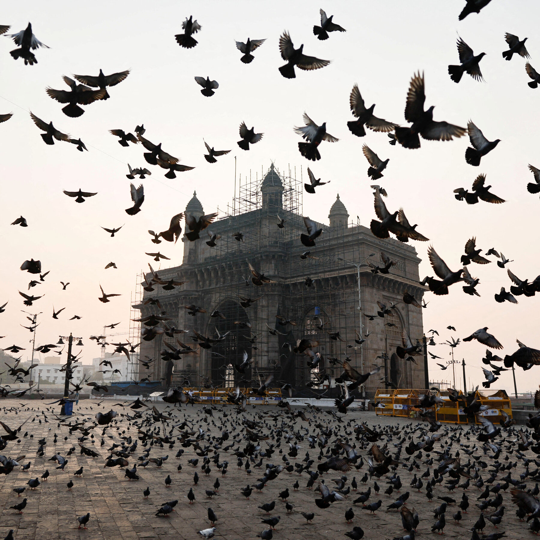 Mumbai’s Pigeon-Feeding Rules Aren’t Going Over Well