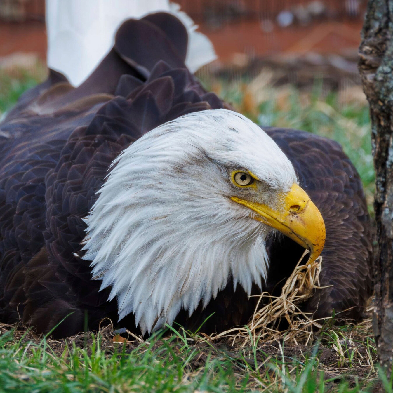 Murphy, Eagle Who Became a Foster Dad, Found Dead After Storm
