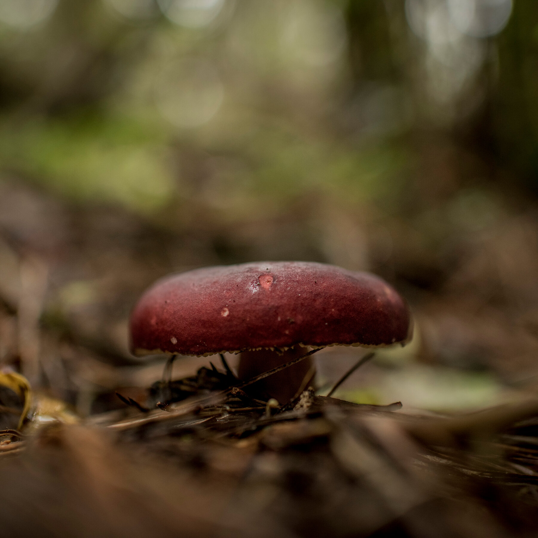 New Global Atlas Highlights Surprising Hot Spots of Fungal Biodiversity