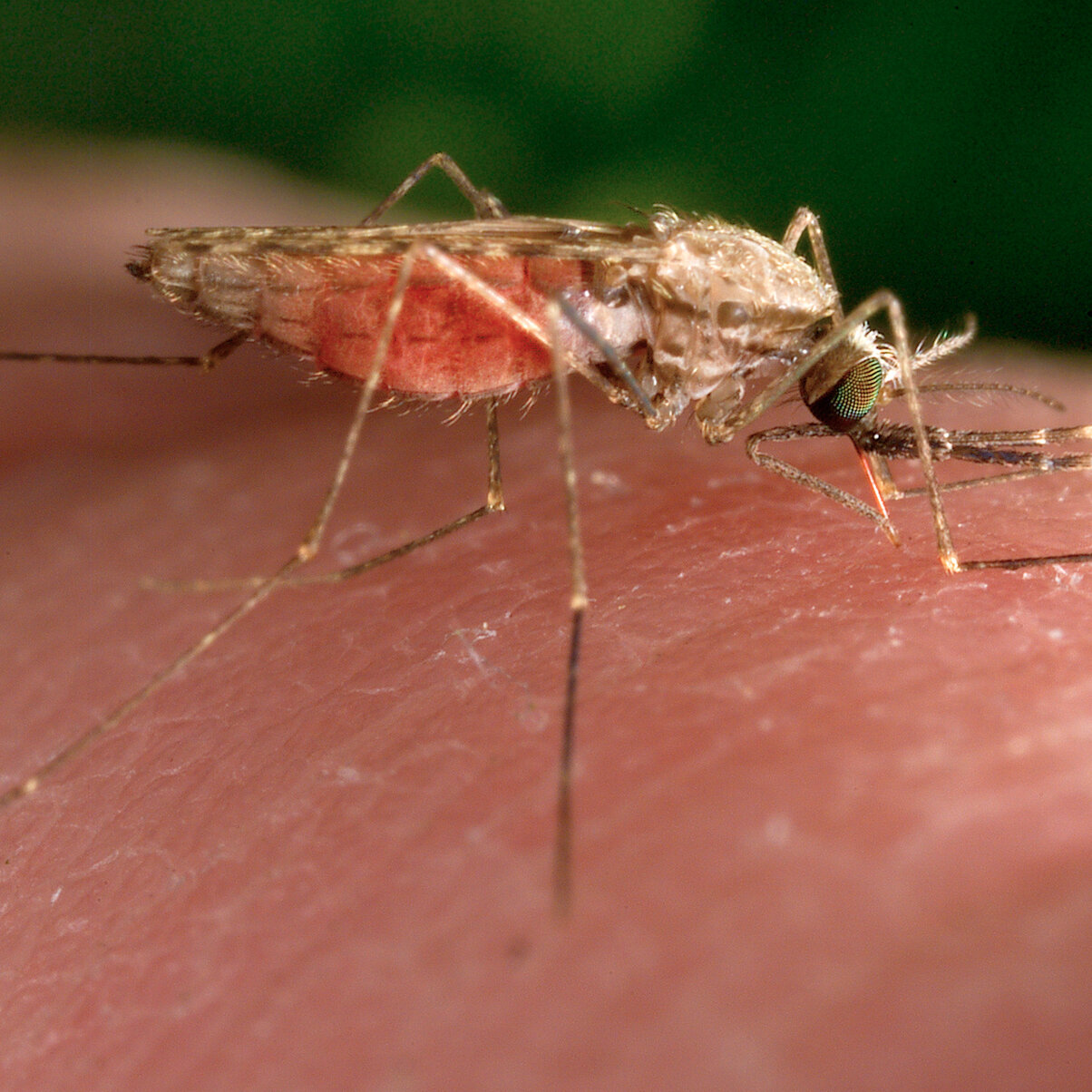 New Malaria Case Prompts Testing of Mosquitoes in New Jersey