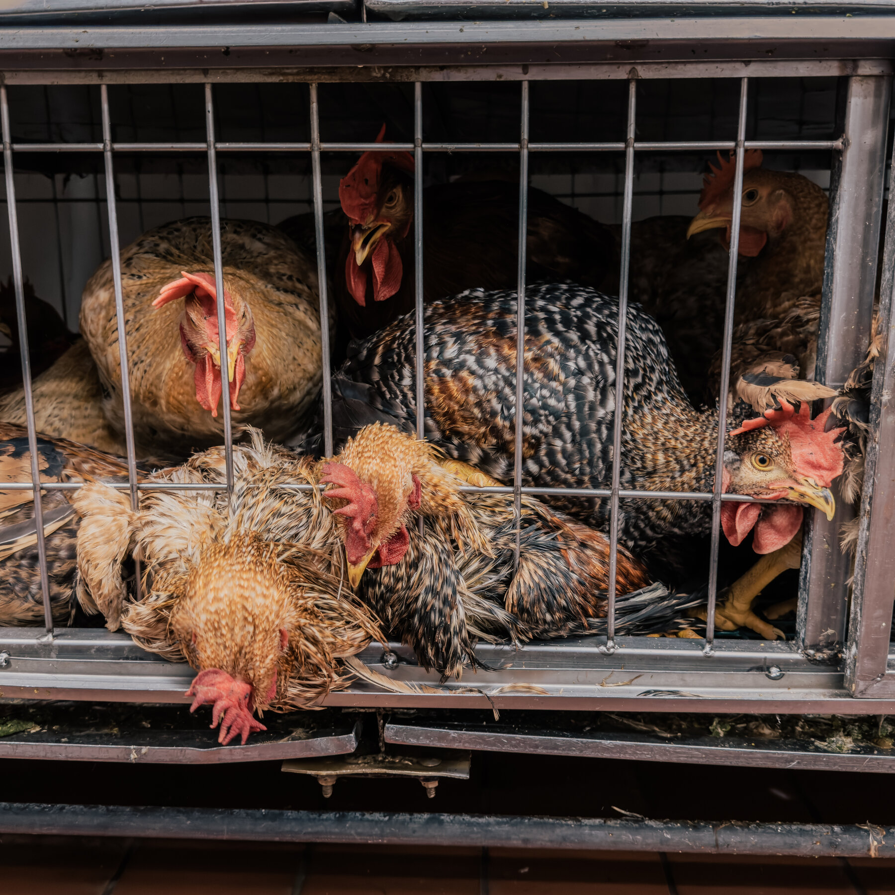 New York Live Bird Markets Ordered to Close After Bird Flu Is Found