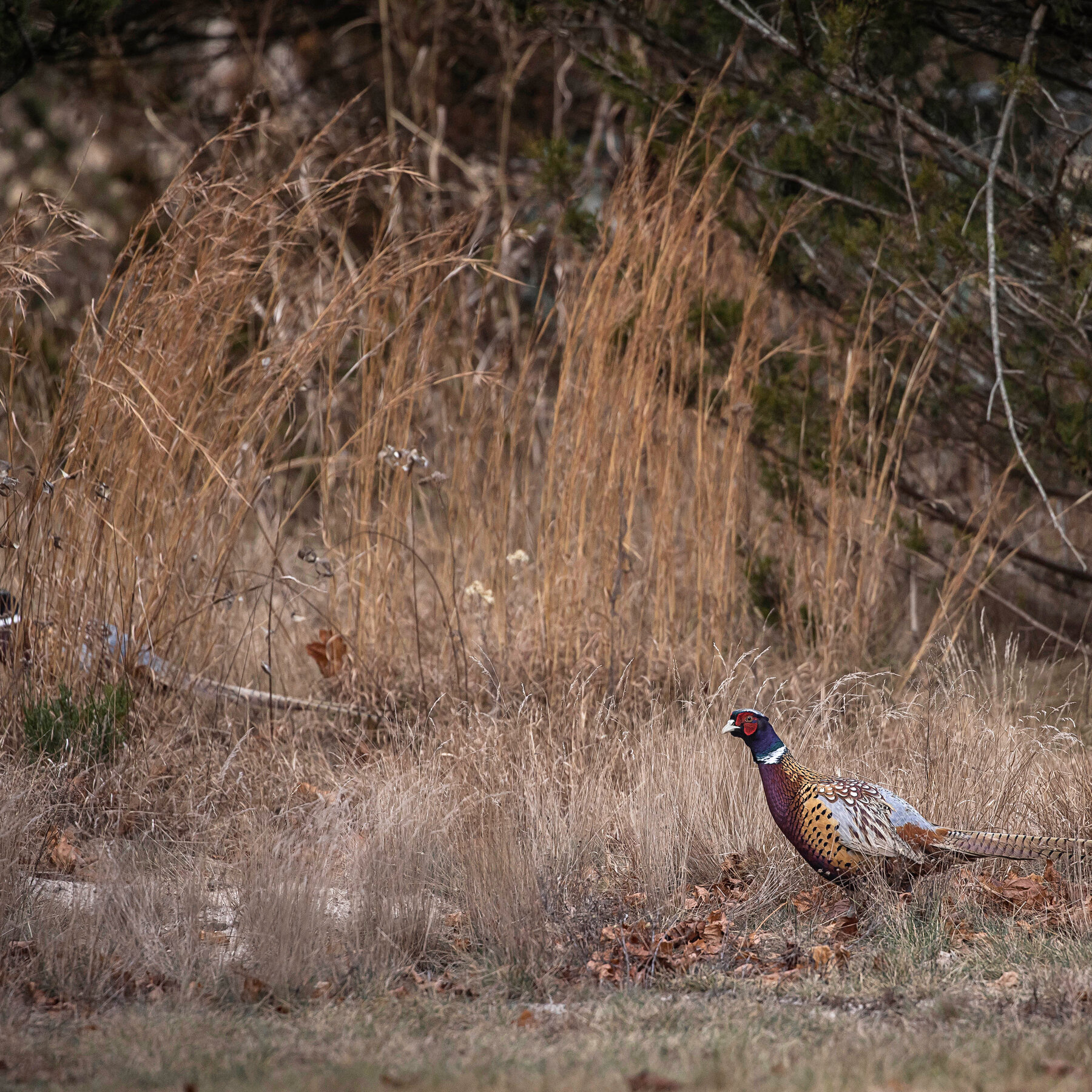 New York Raises These Pheasants to Be Shot. Is It Hunting or Cruelty?