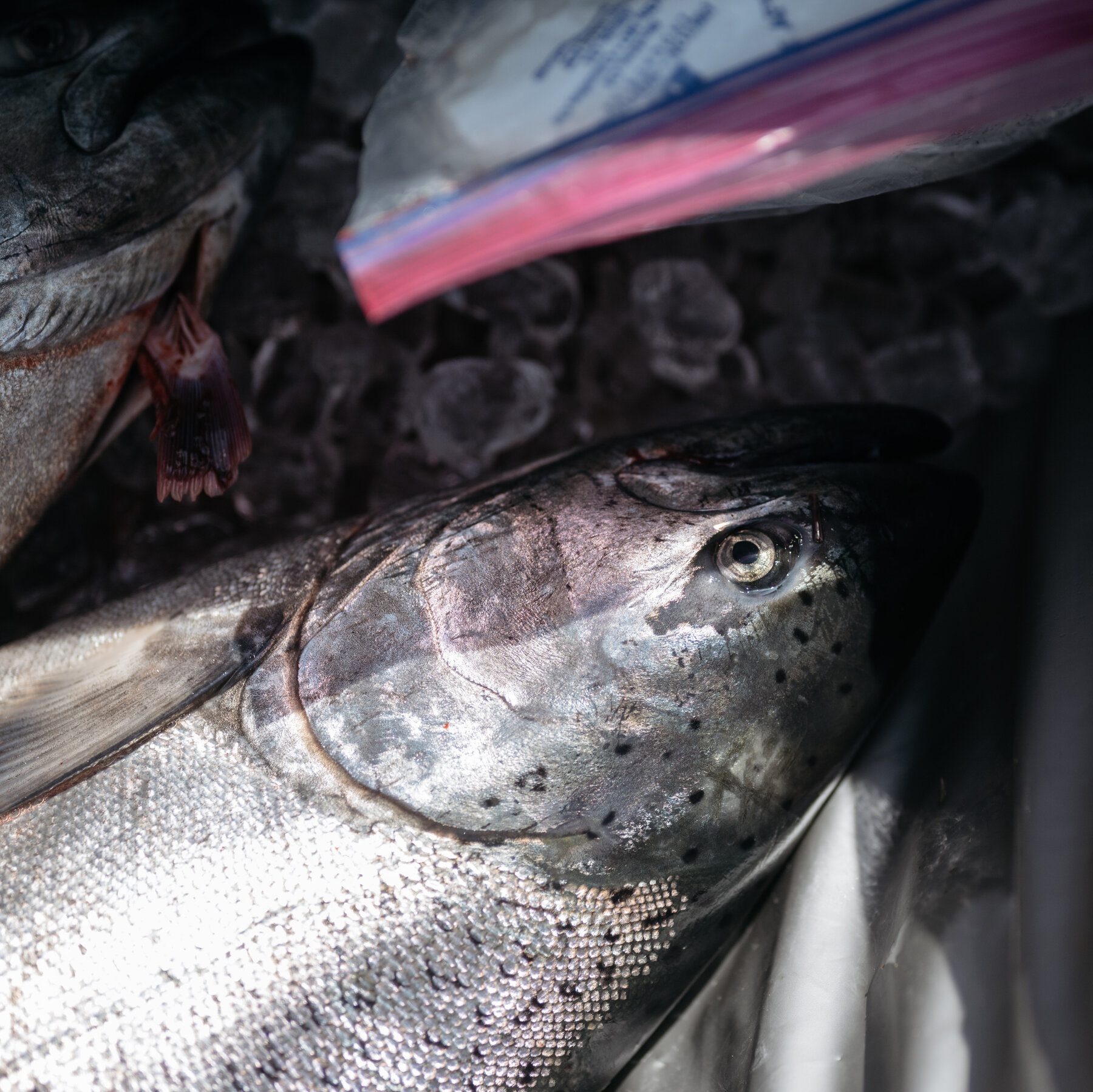 NOAA Staffing Cuts Threaten Years of Salmon Harvests