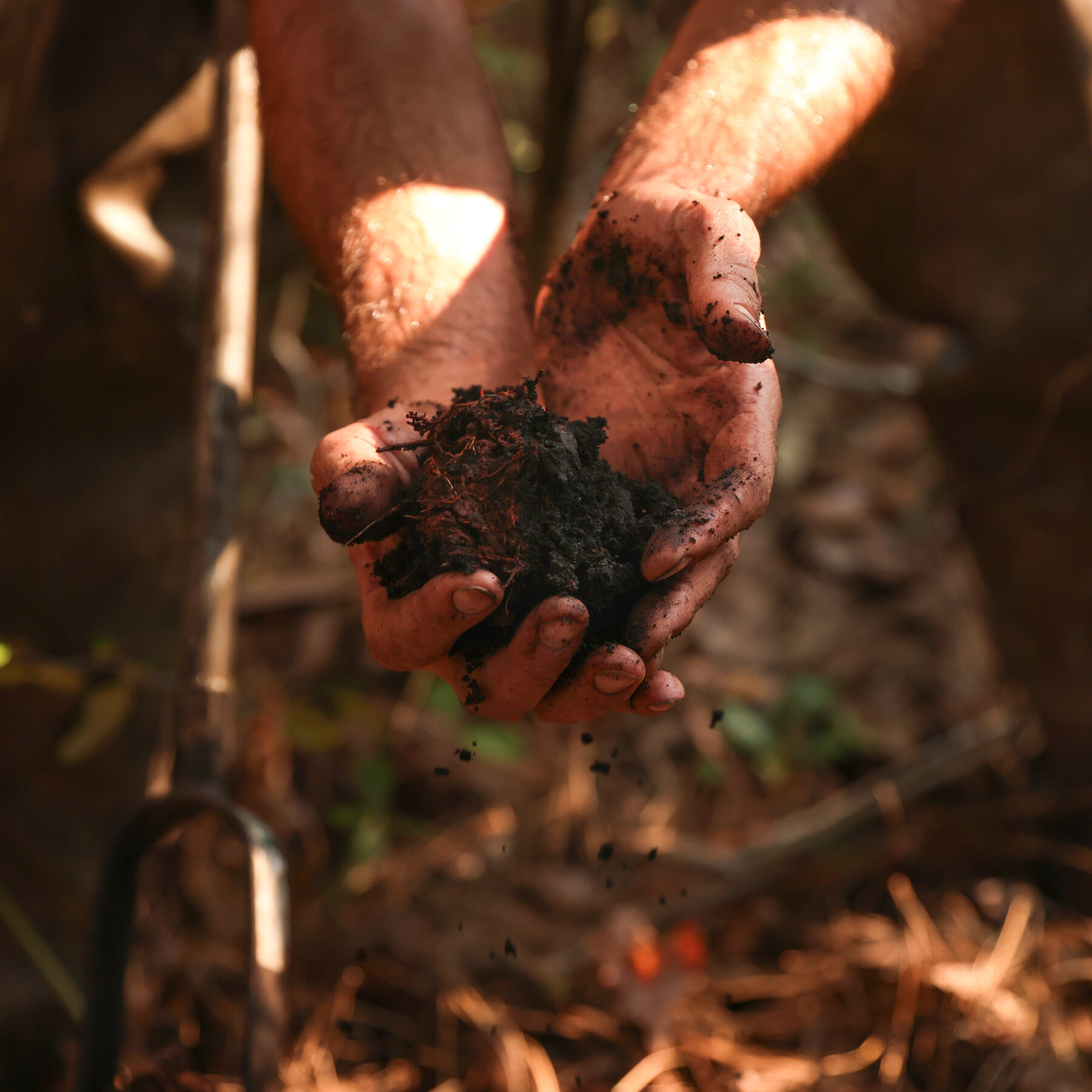 North Carolina’s Bogs Have a Dirty Secret, and That’s a Good Thing