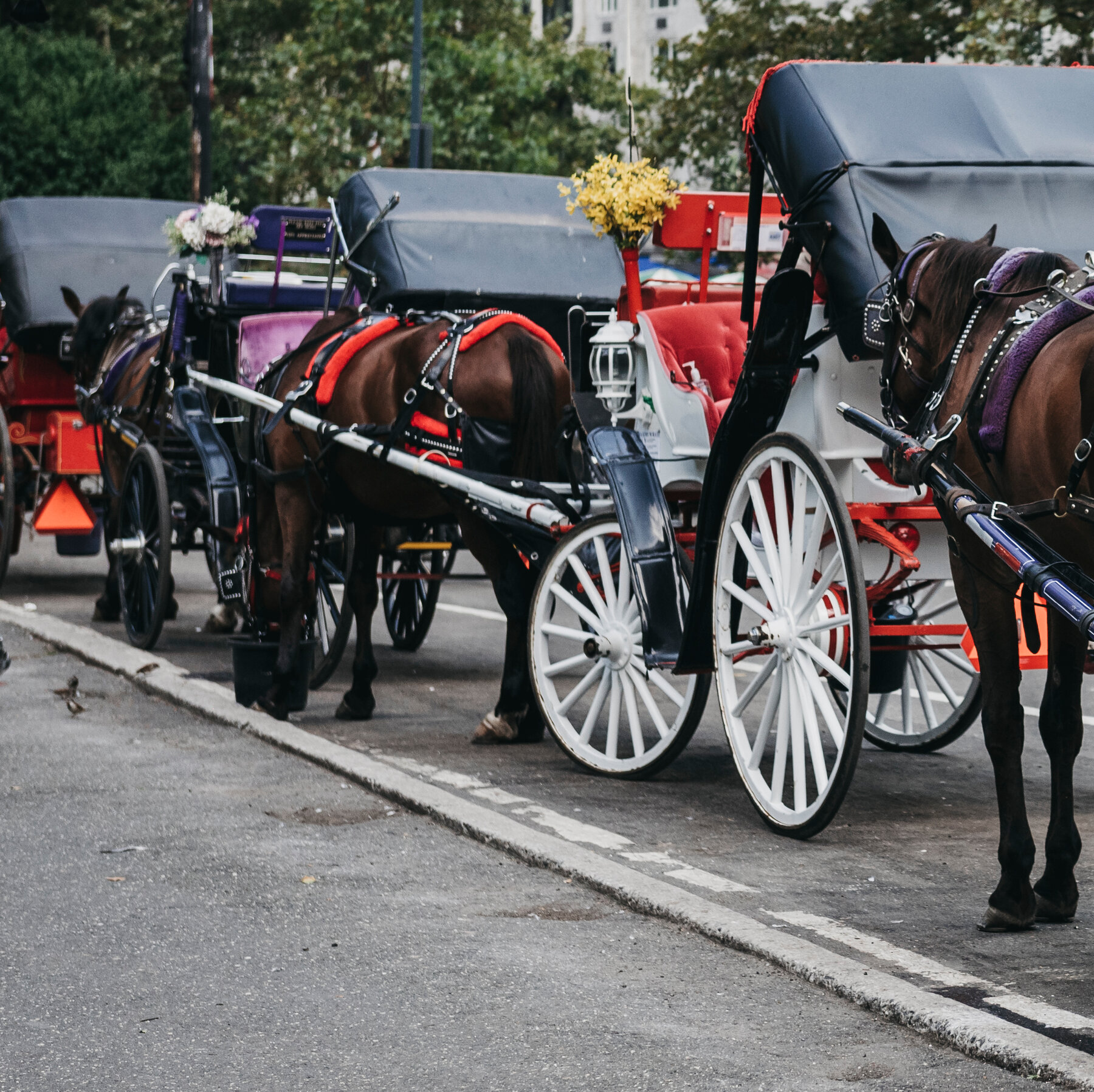 N.Y.C. Carriage Driver Cleared of Animal Cruelty After Horse’s Death