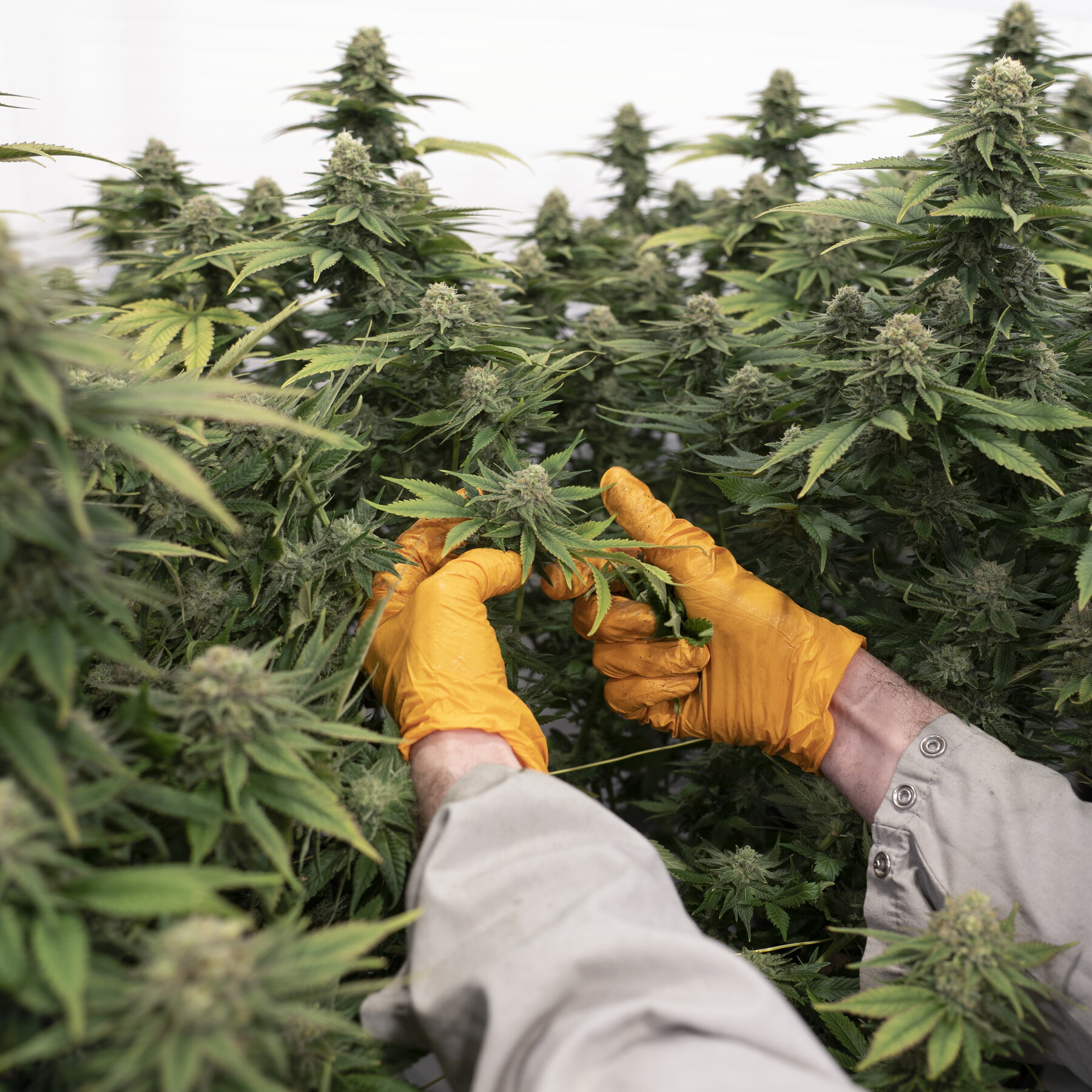 Older People Seeking Care for Cannabis Use at Greater Risk for Dementia, Study Finds
