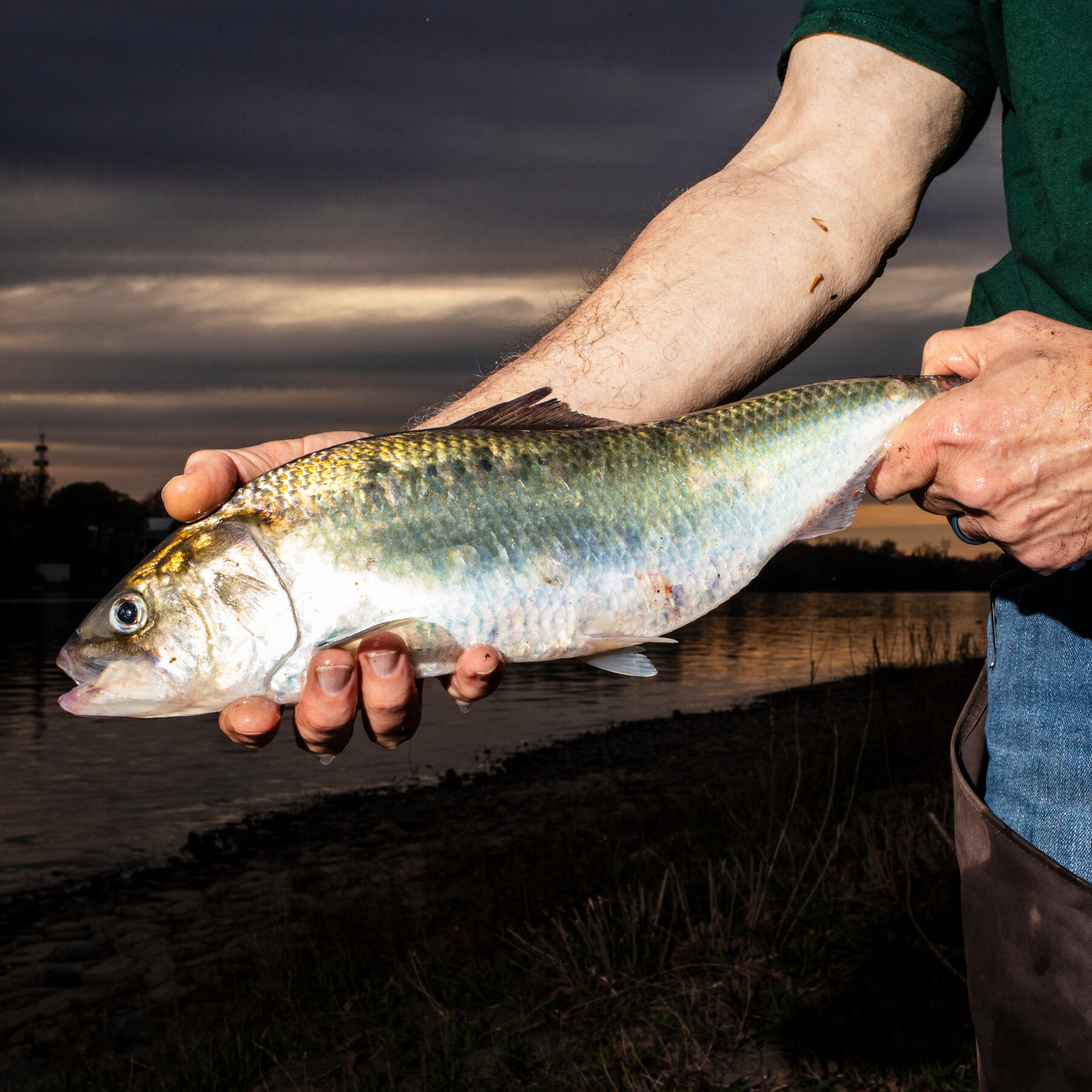One Family’s Relentless Pursuit Of The Bony, Oily, Elusive Shad
