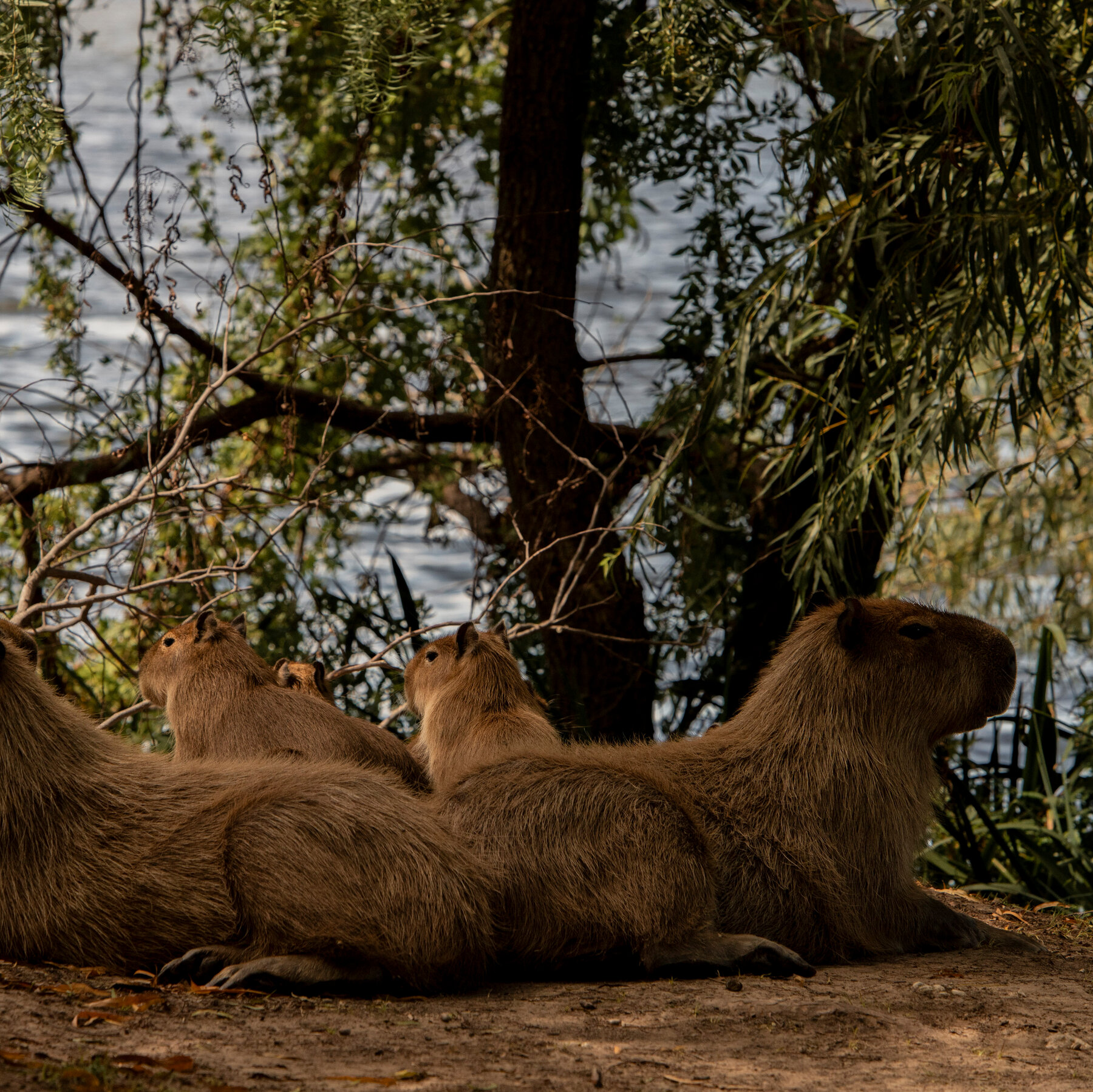 One Town Says, Yes, You Can Have Too Many Capybaras