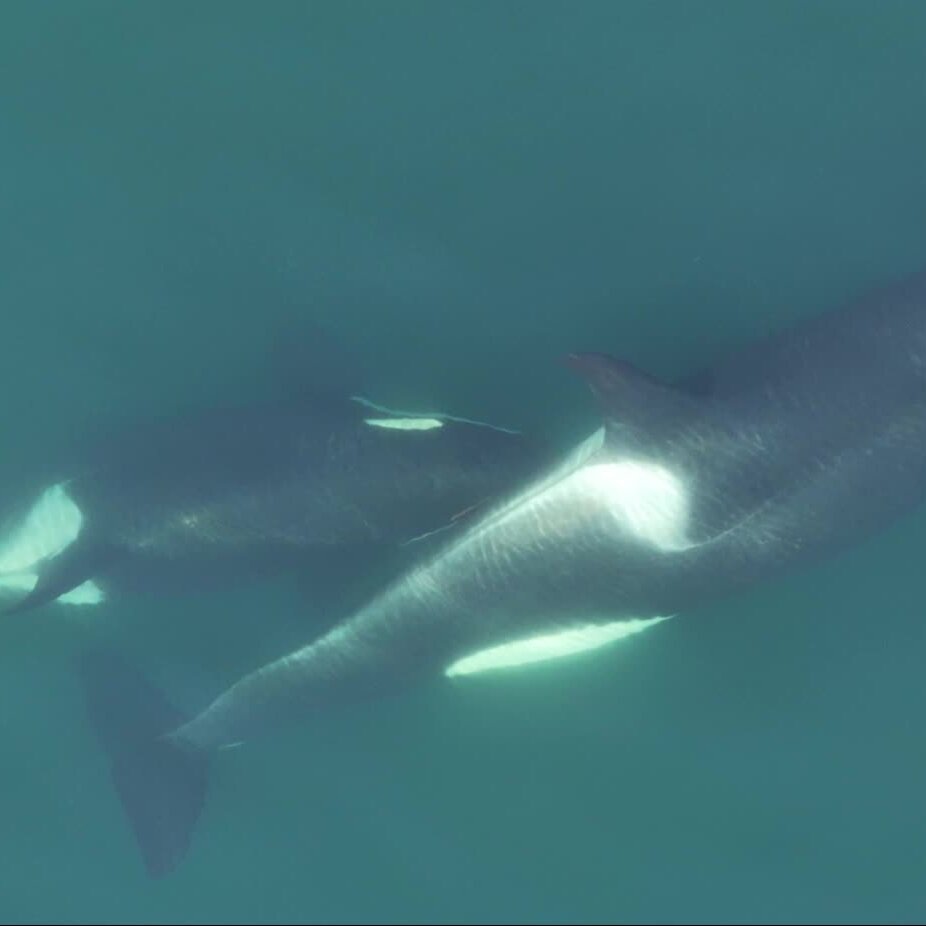 Orcas Use Kelp as a Possible Grooming Tool