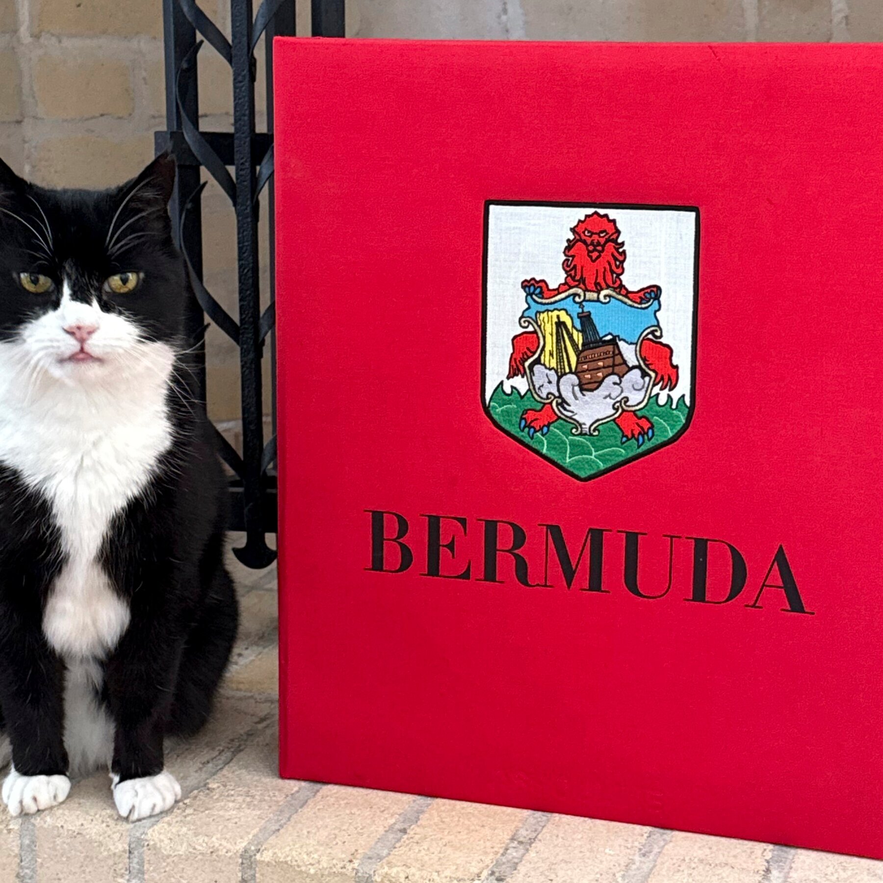 Palmerston, the British Foreign Service Cat, Takes Up New Post in Bermuda