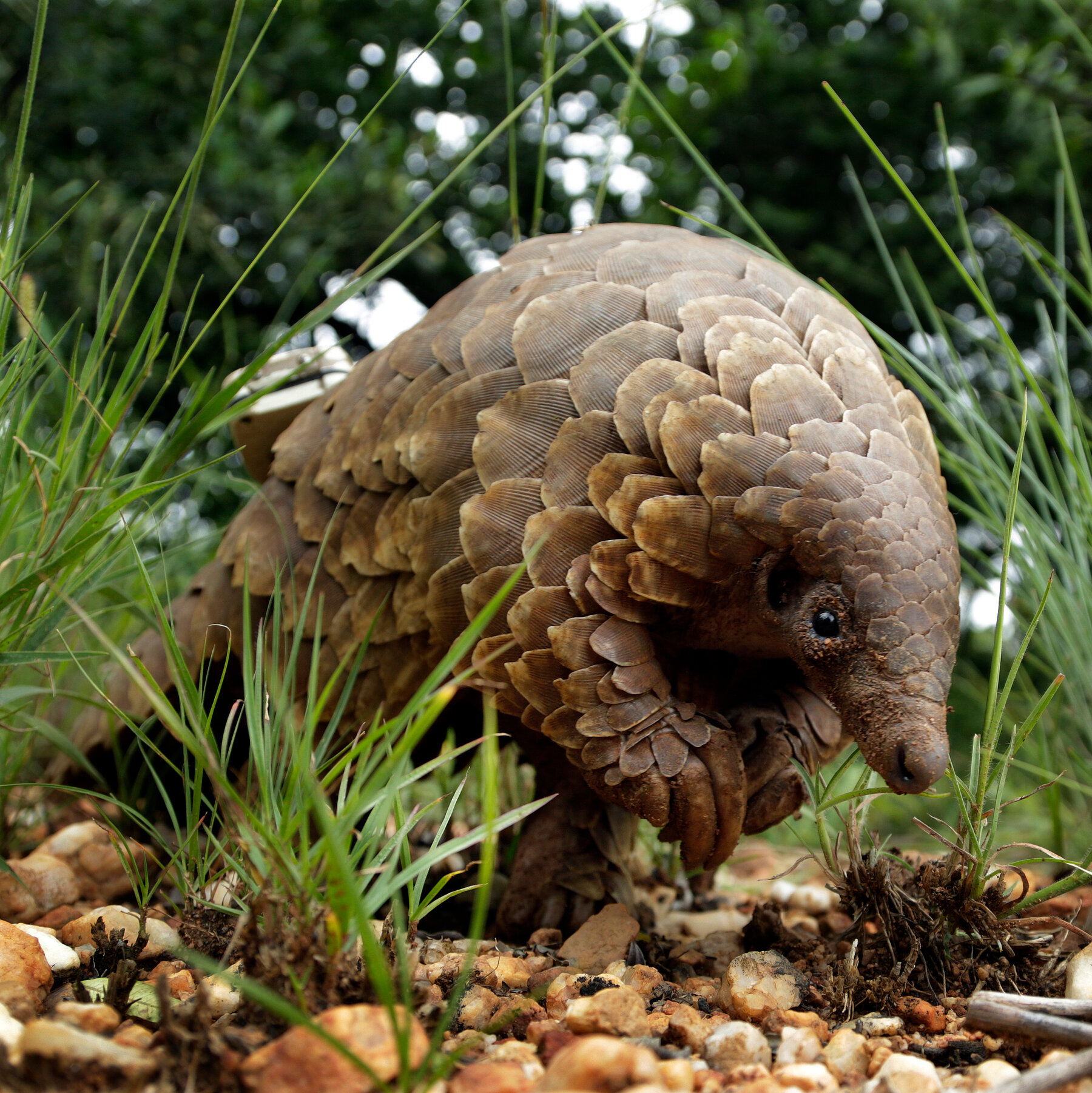 Pangolins Should Receive Endangered Protections, U.S. Officials Say
