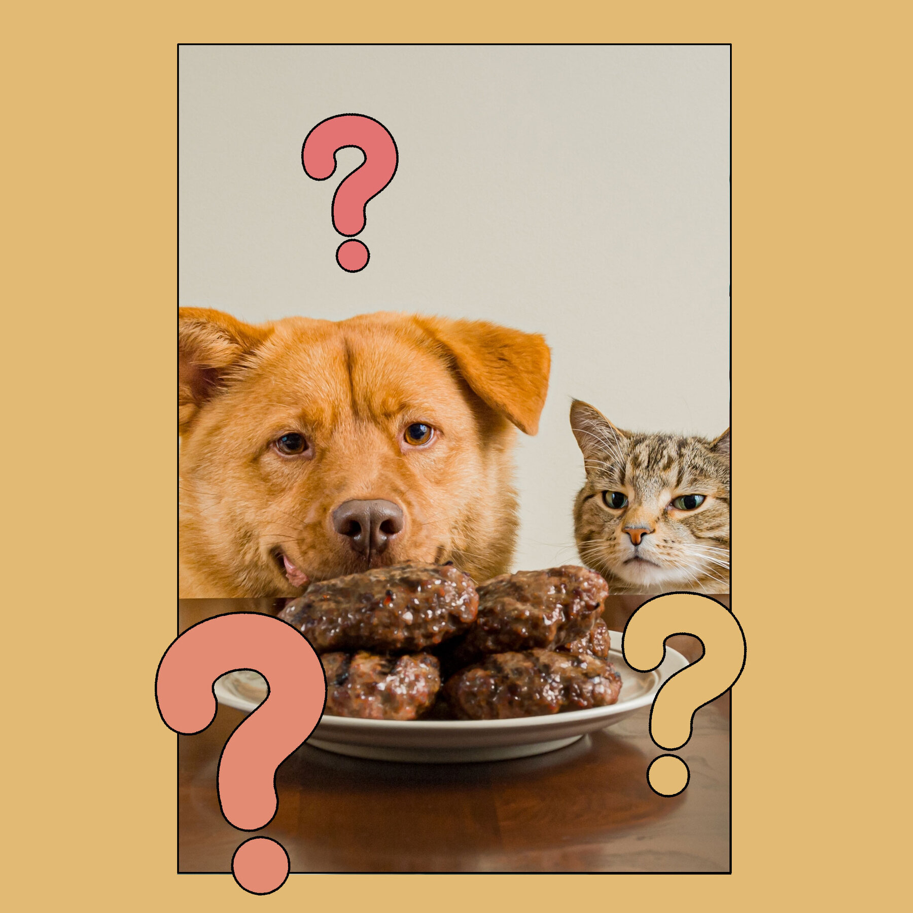 Pets, Like Dogs and Cats, Have an Environmental Cost. Here’s How to Lessen It.