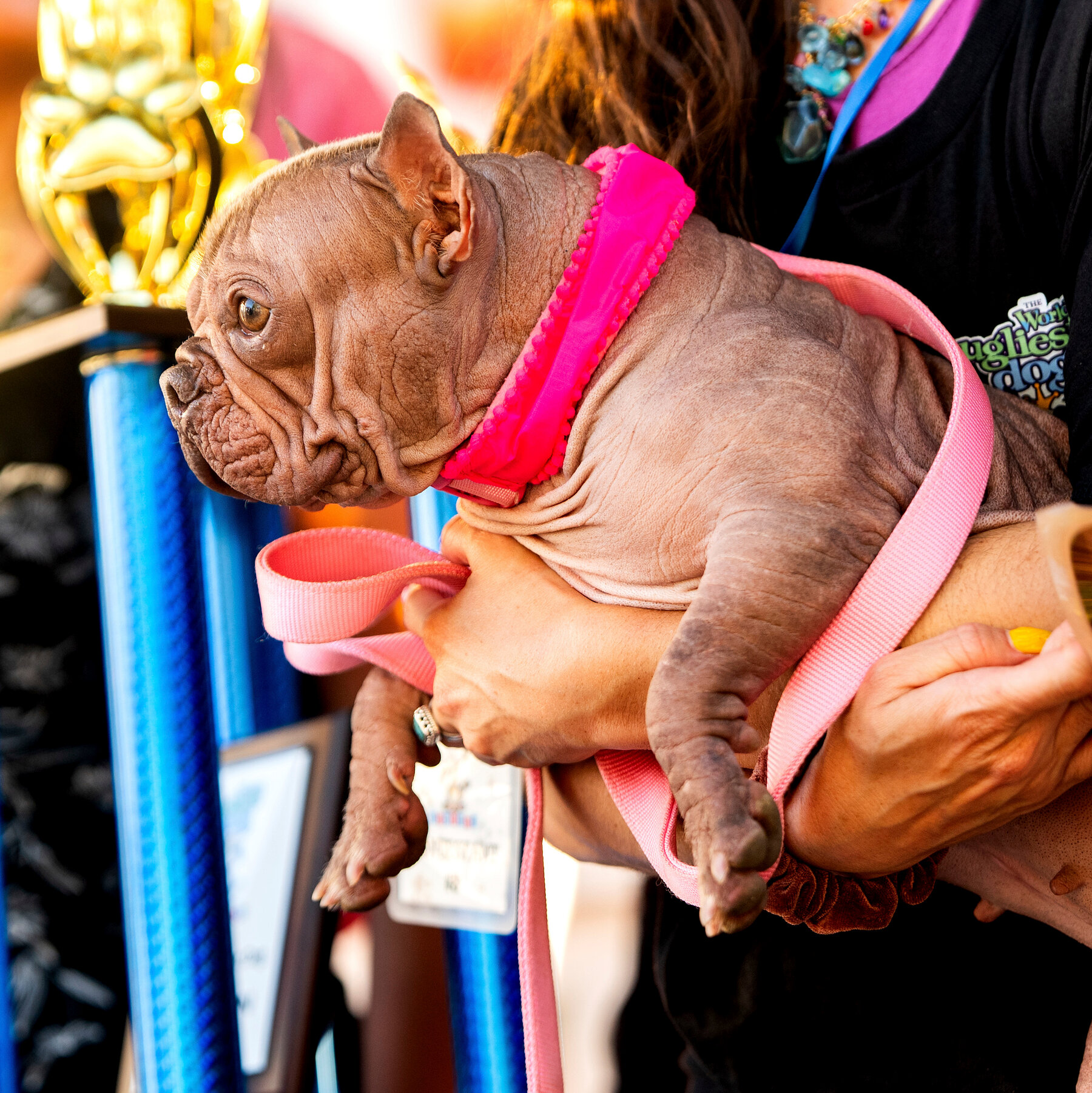 Petunia Wins the Ugliest Dog Contest by Being Loved, Not by Looking Perfect