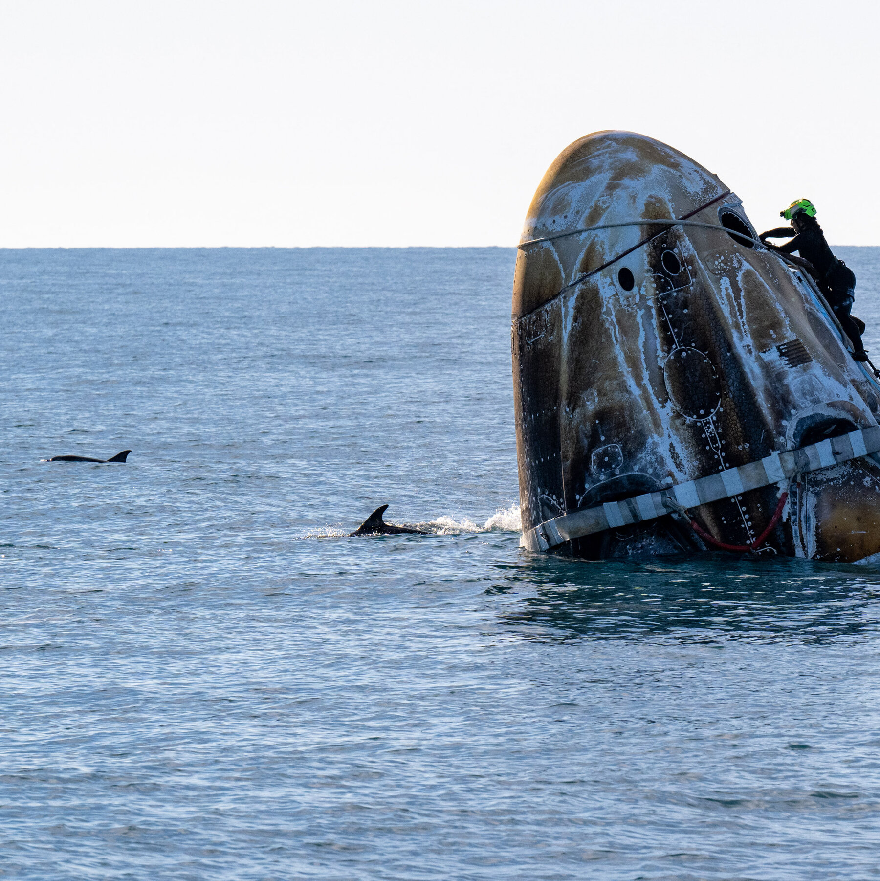 Pod of Dolphins Greets NASA Astronauts After Splashdown