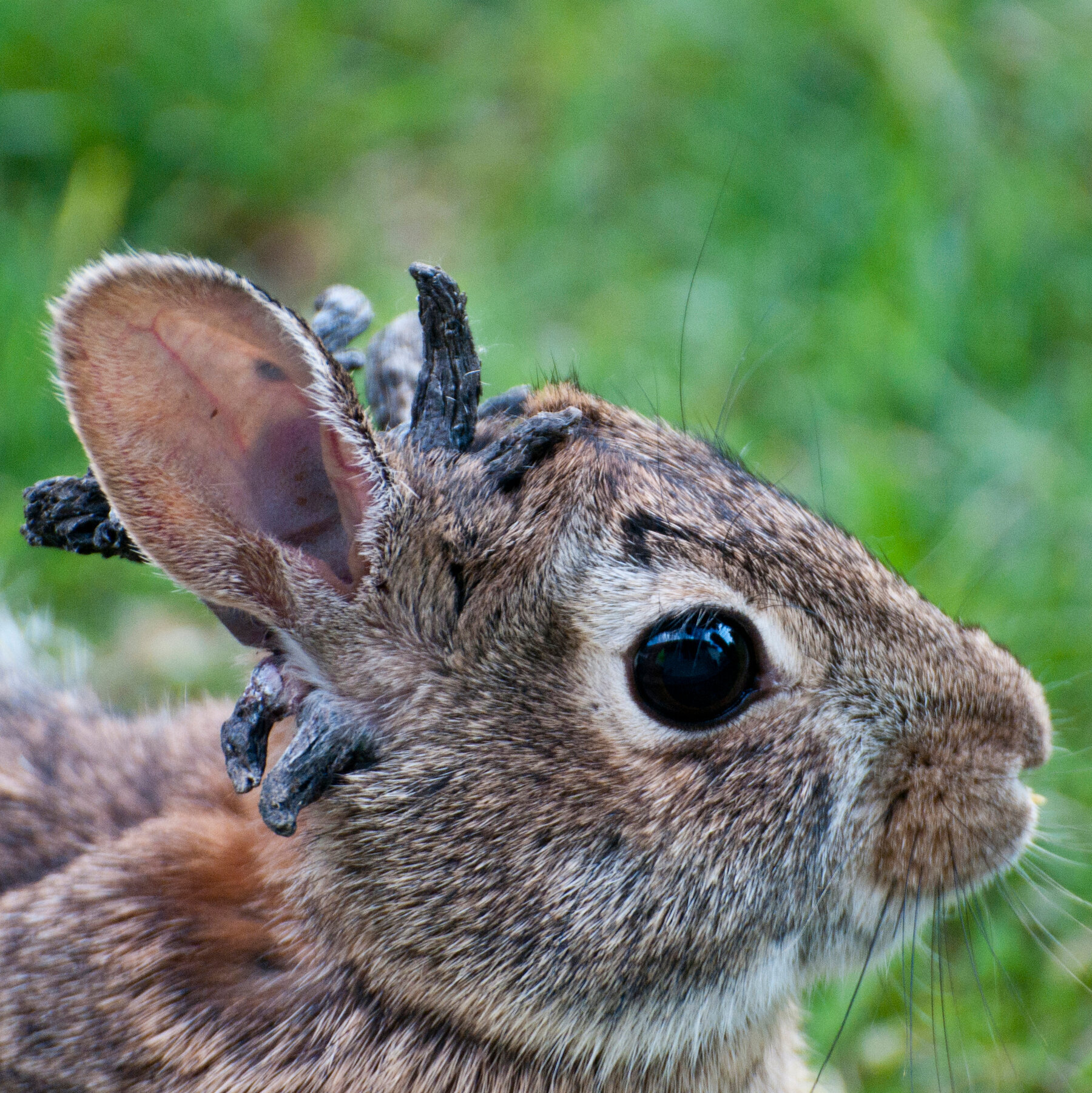 Rabbits With Hornlike Growths Are Hopping Around Colorado. Are They OK?