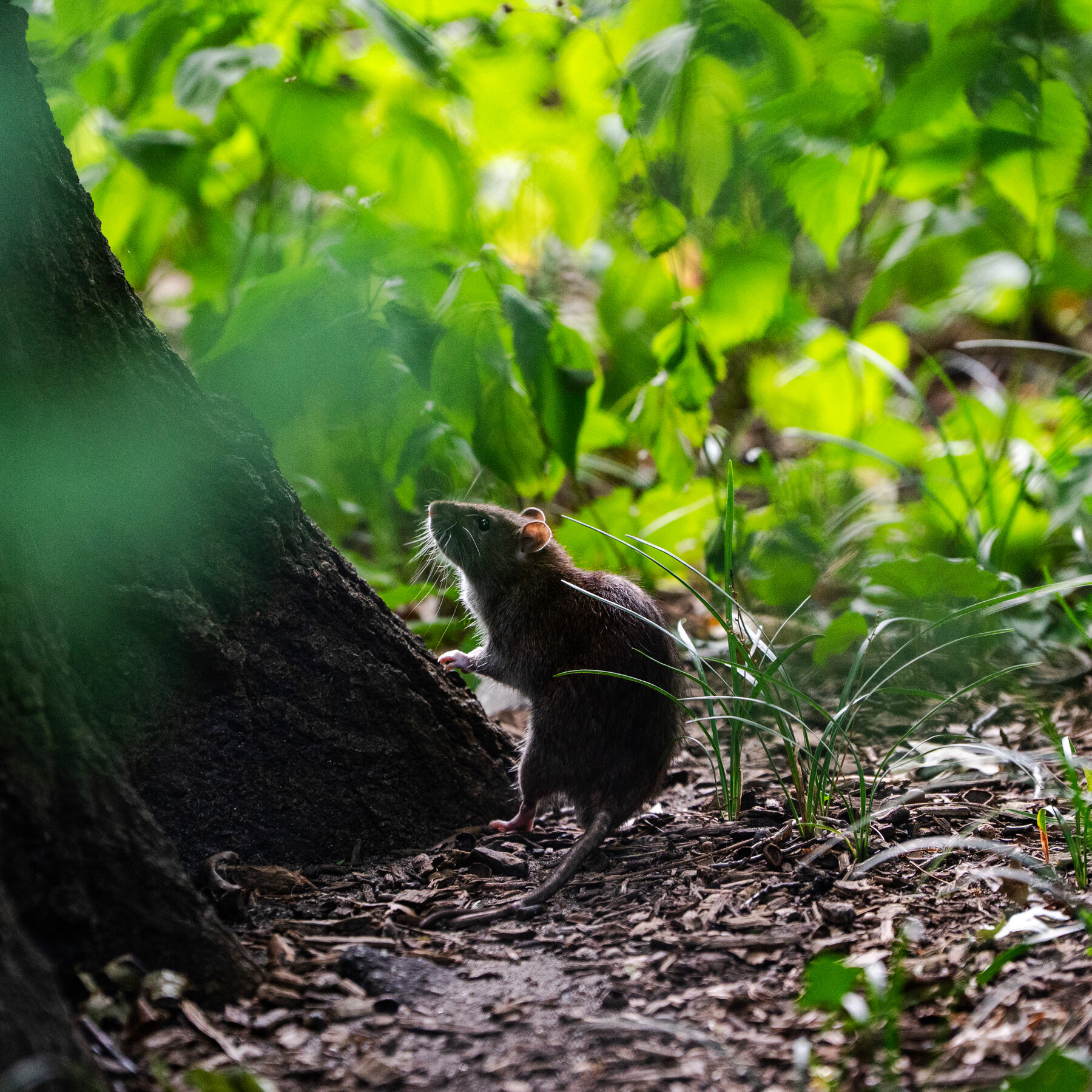 Rats in a Stroller: The Central Park Playground Panic