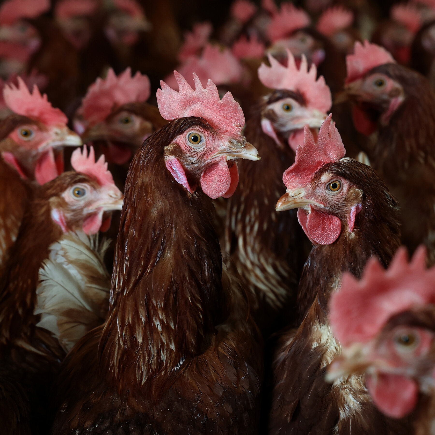 RFK Jr.’s Prescription for Bird Flu on Farms: Let It Spread