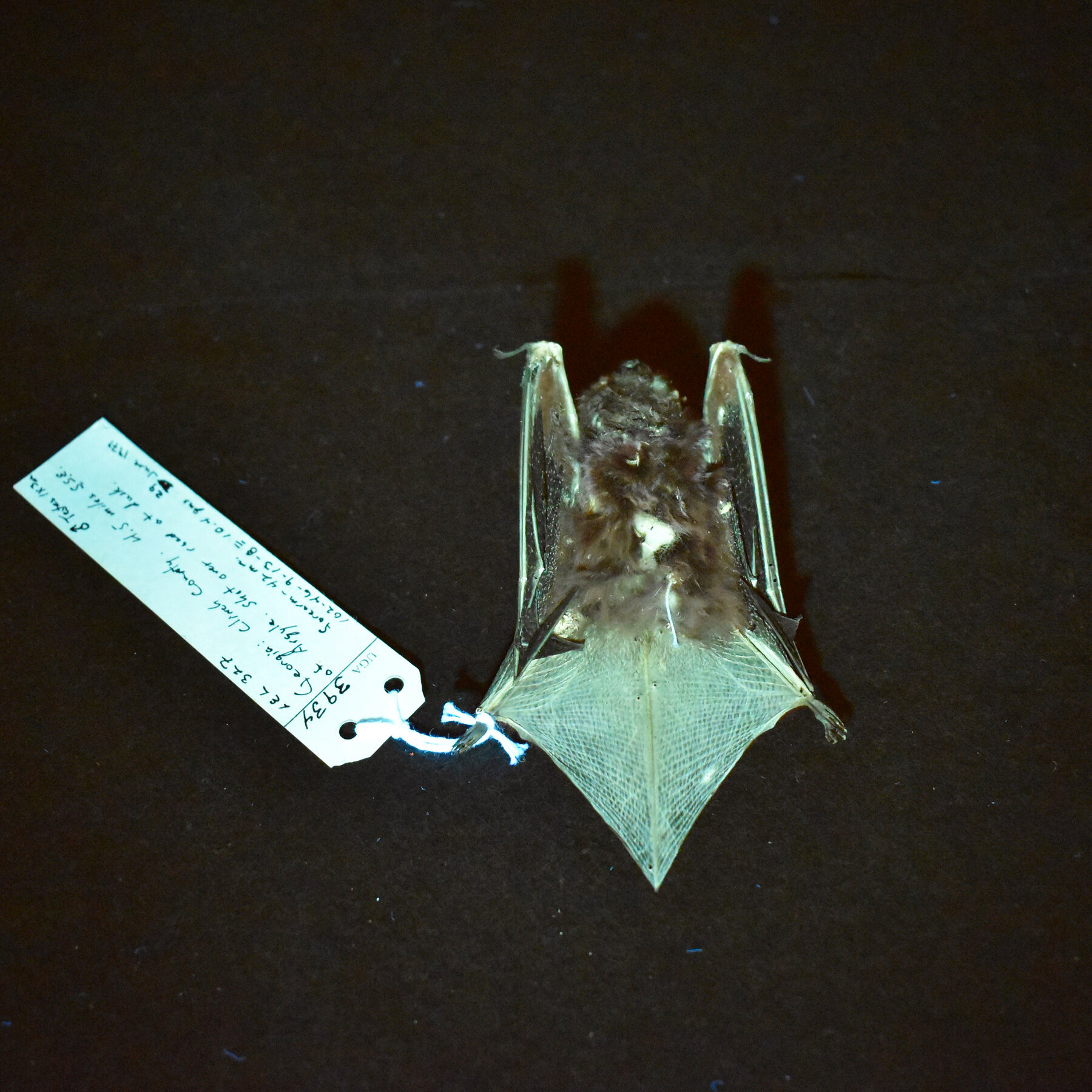 Riddle Me This, Riddle Me That: Who Can Explain the Glowing Green Bats?