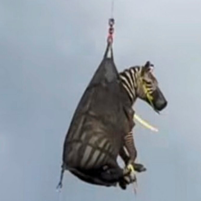Runaway Zebra Recaptured in a Tennessee County