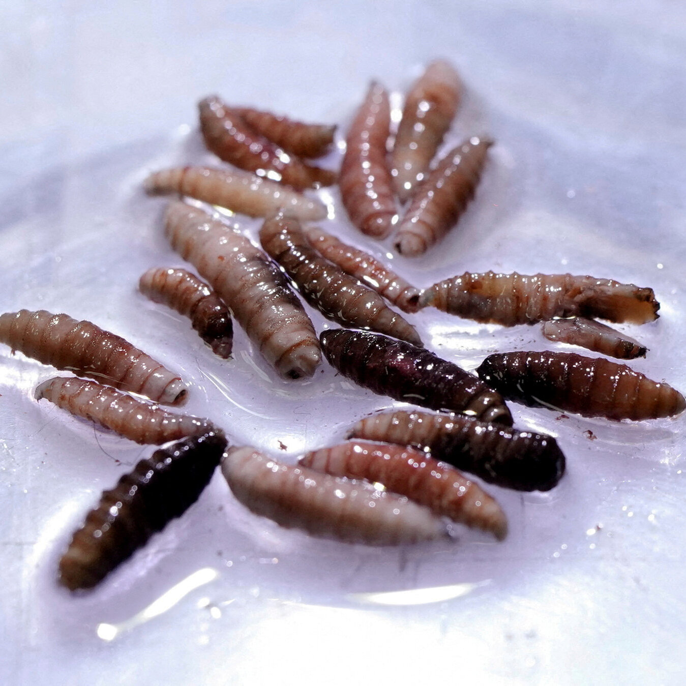 Screwworm Case Detected Less Than 70 Miles from U.S.-Mexico Border