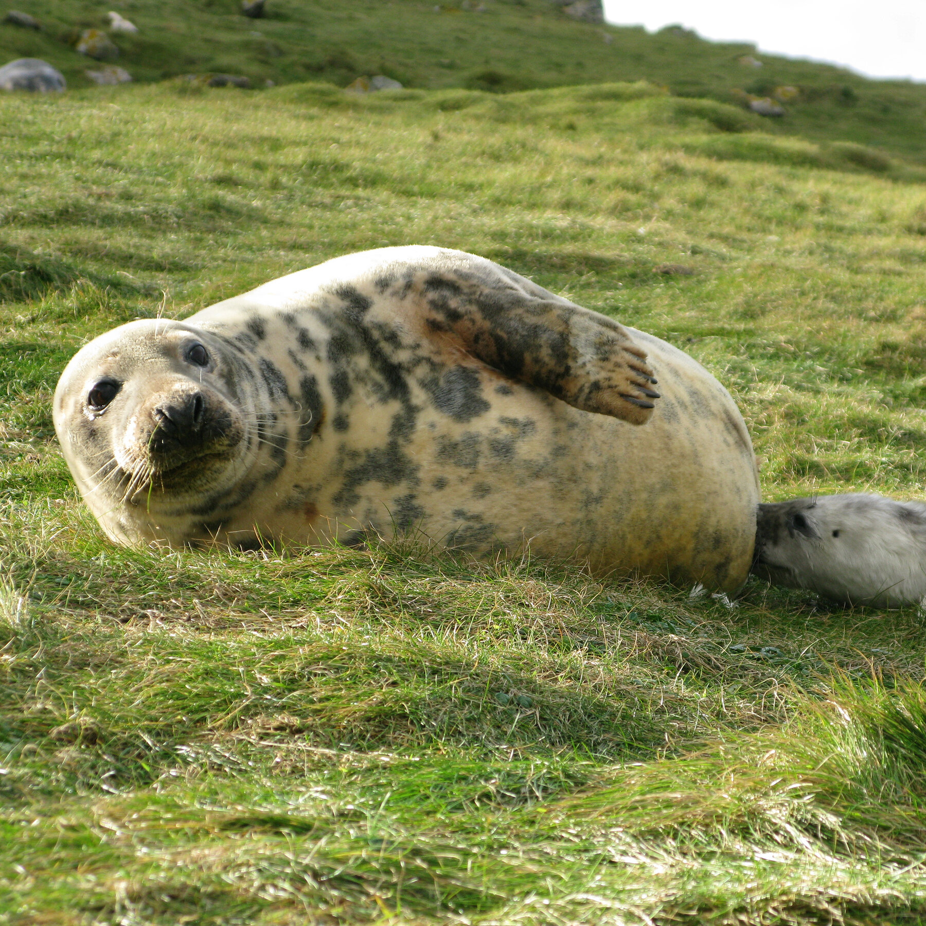 Seal Milk Is the Cream of the Molecular Crop