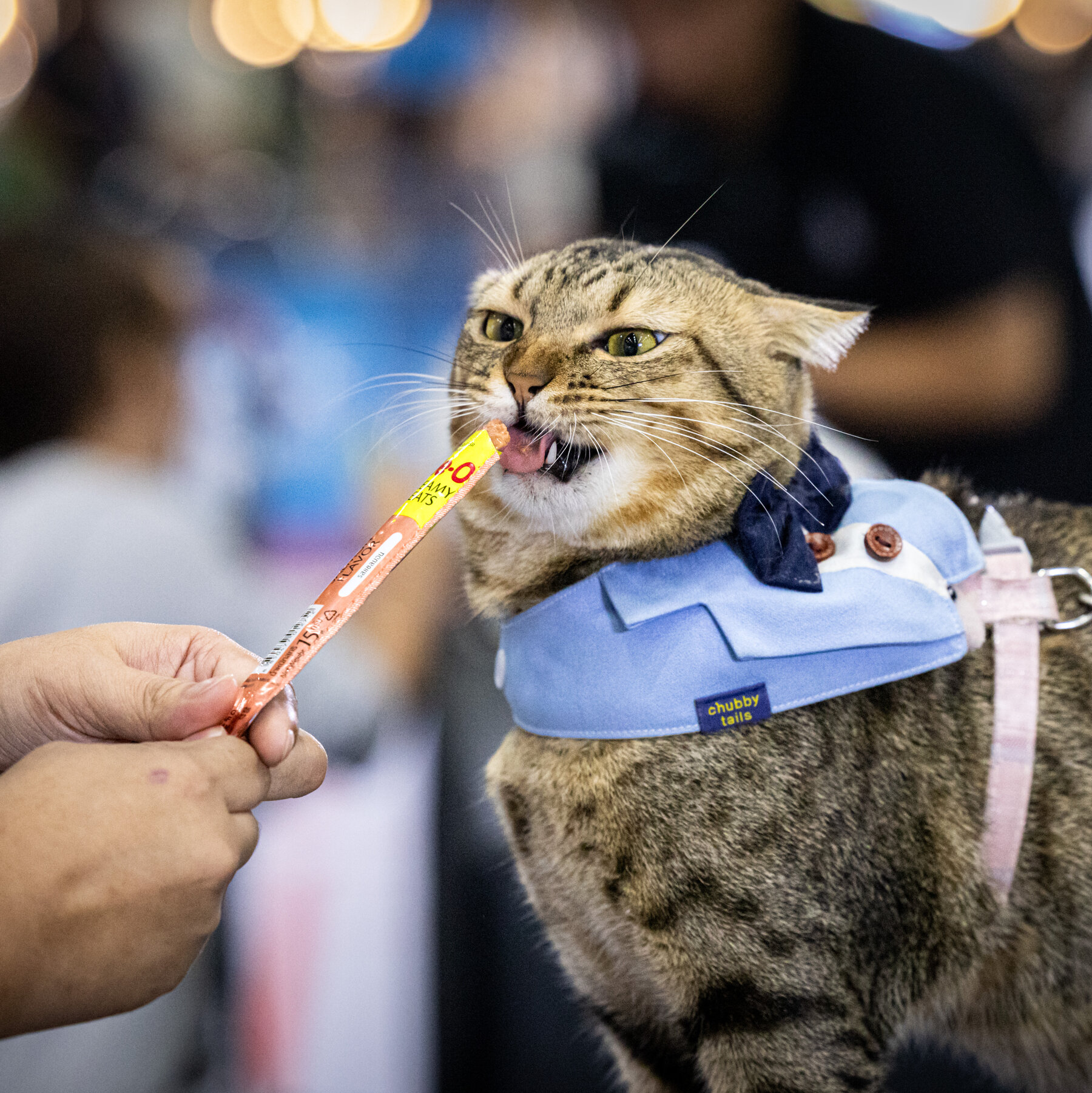 See How Thailand’s Pets Become Speed Eating Contest Champions
