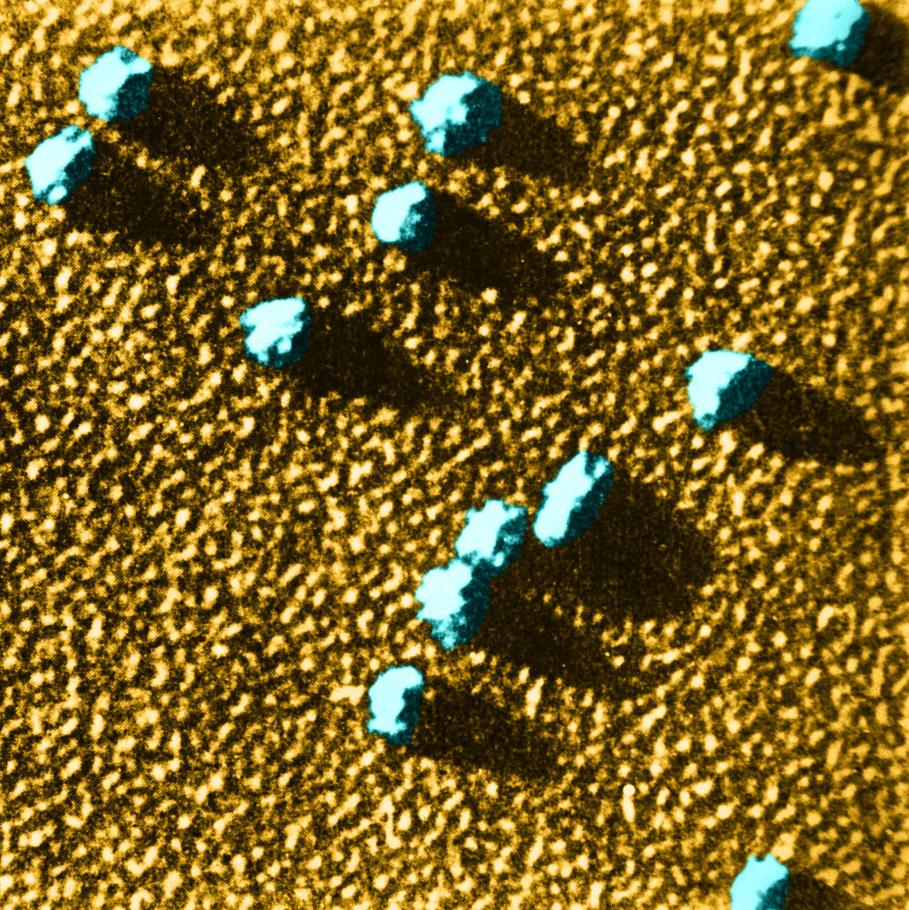 Shining a Light on the World of Microproteins
