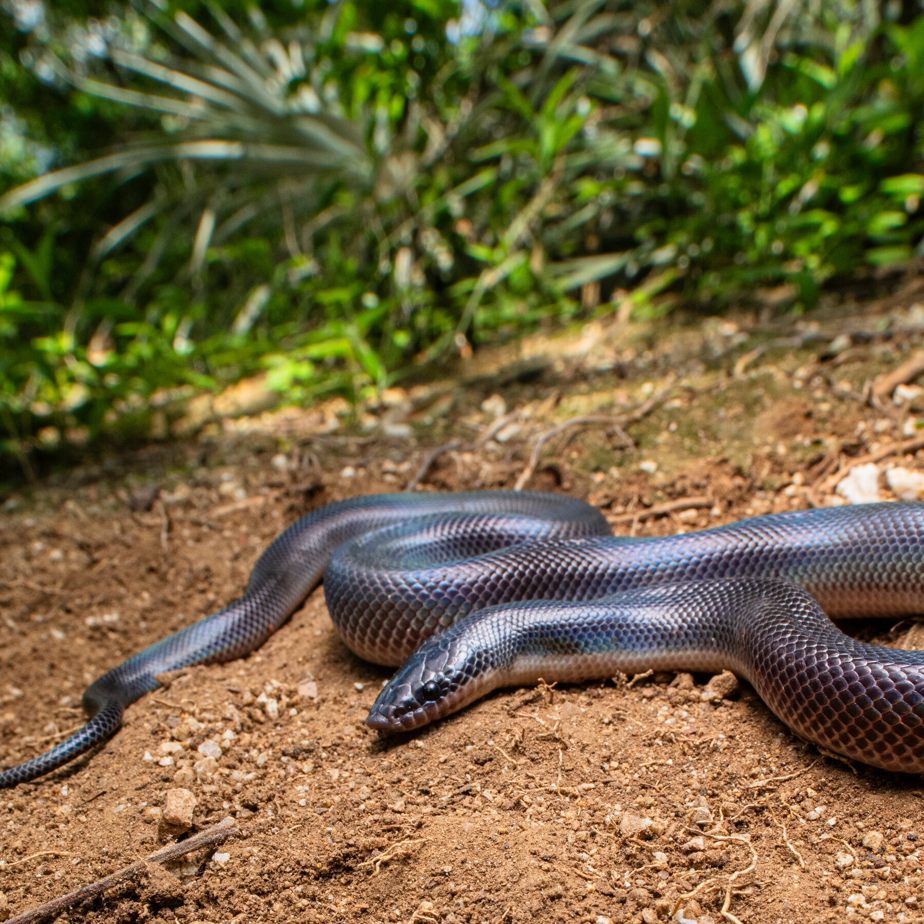 Snakes Use Smelly Musk to Keep Ants Out of Their Pants